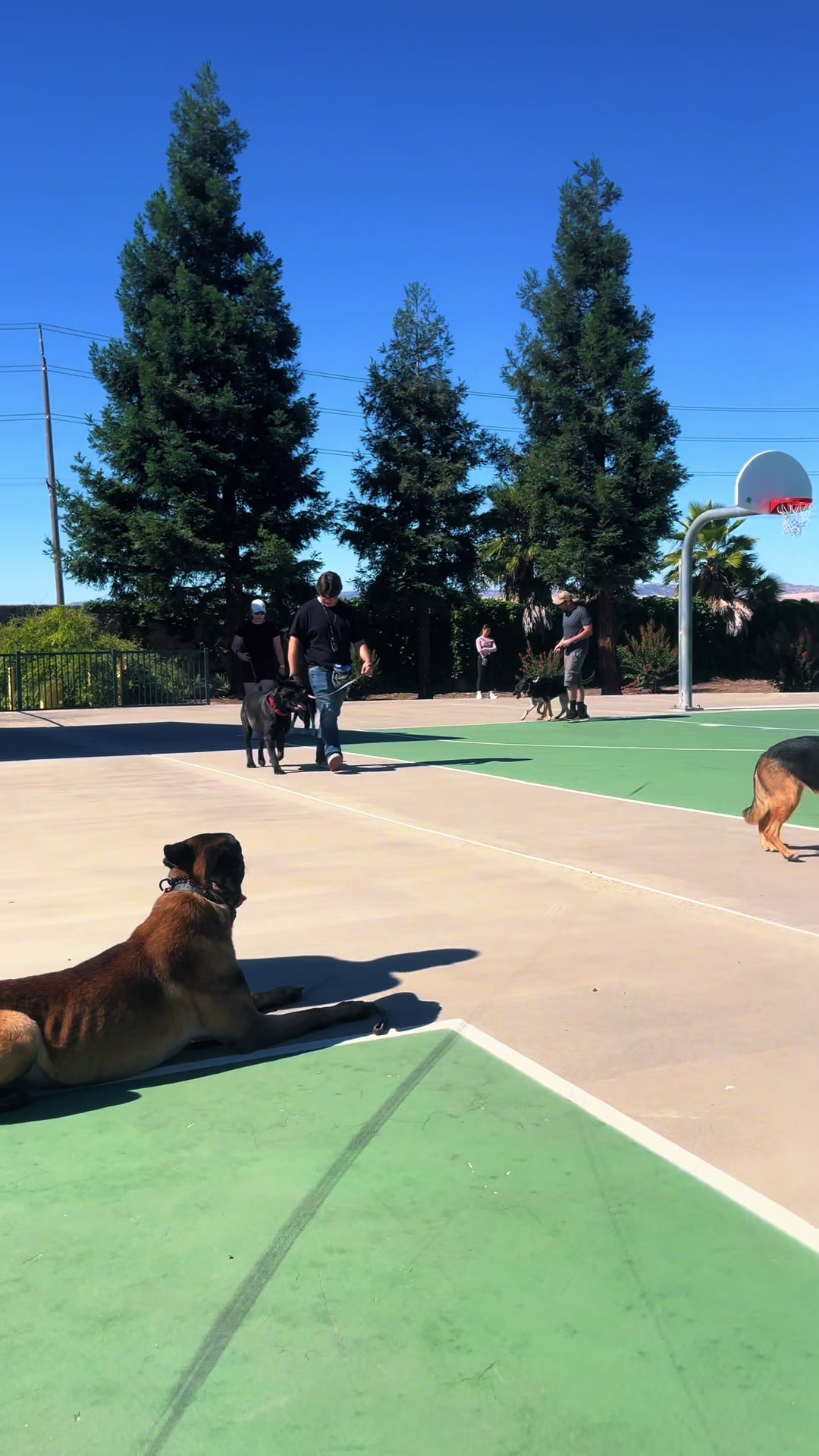 @Tactical K9s Dog Training