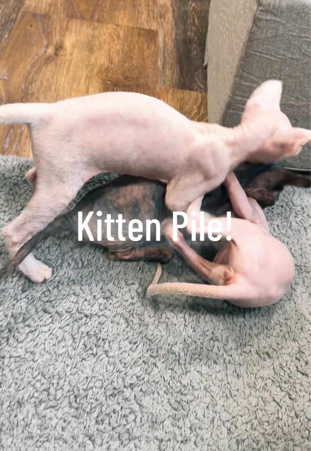 @Boba&rsquo;s Buds Minskin Cats