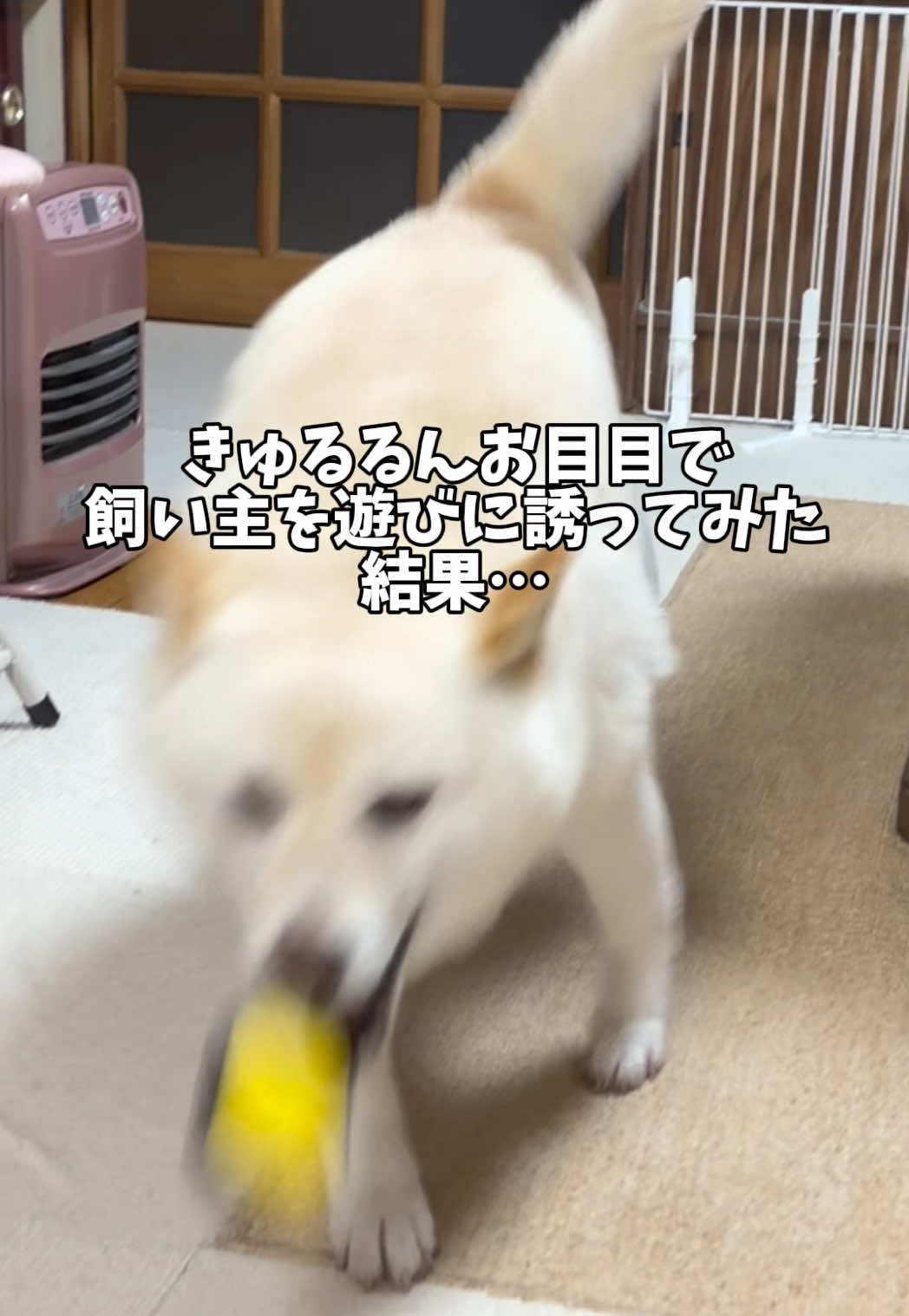 @白柴犬はる🌸