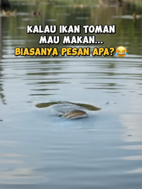 @Pancing Online