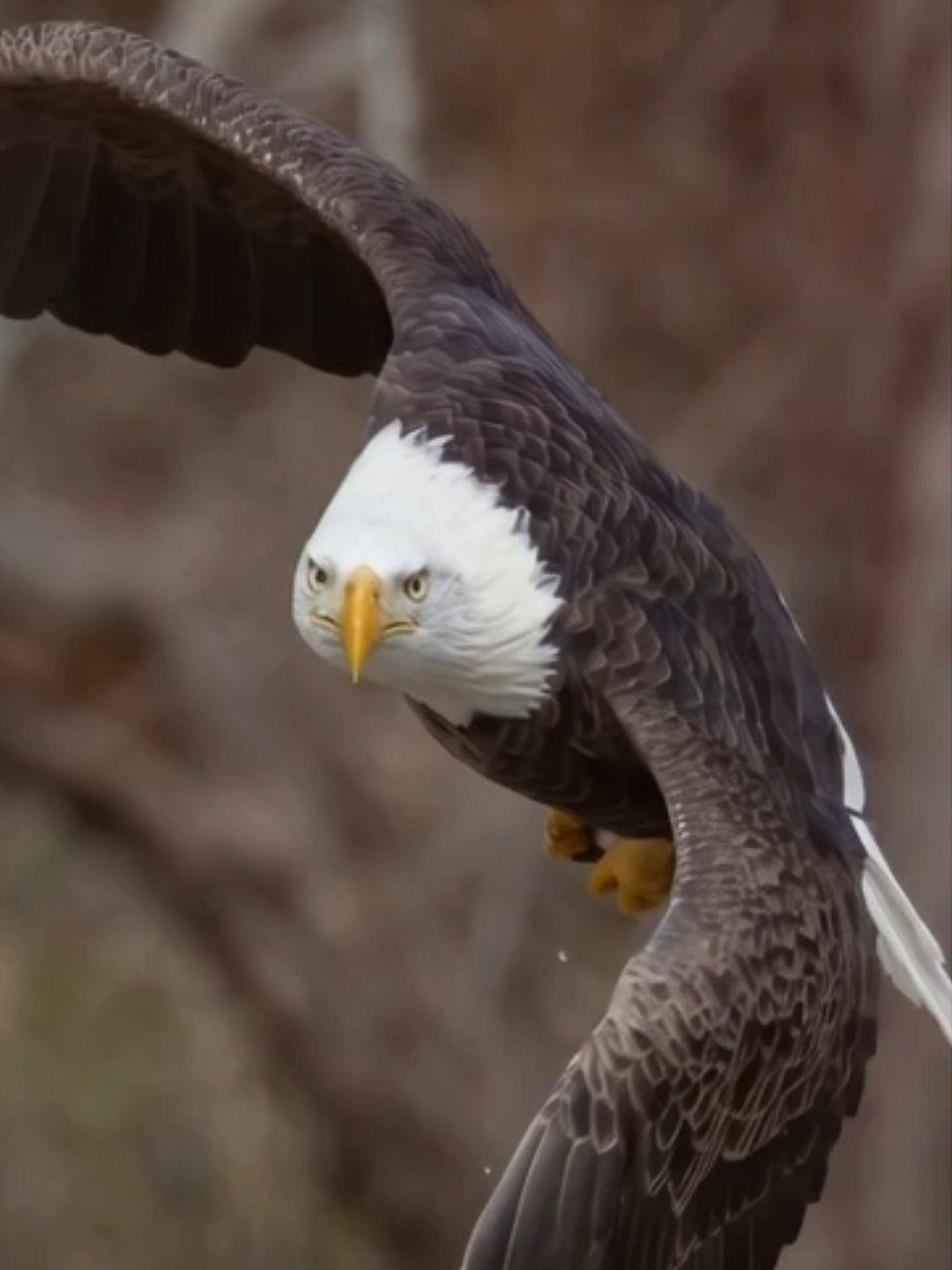 @Eagle Lover 143