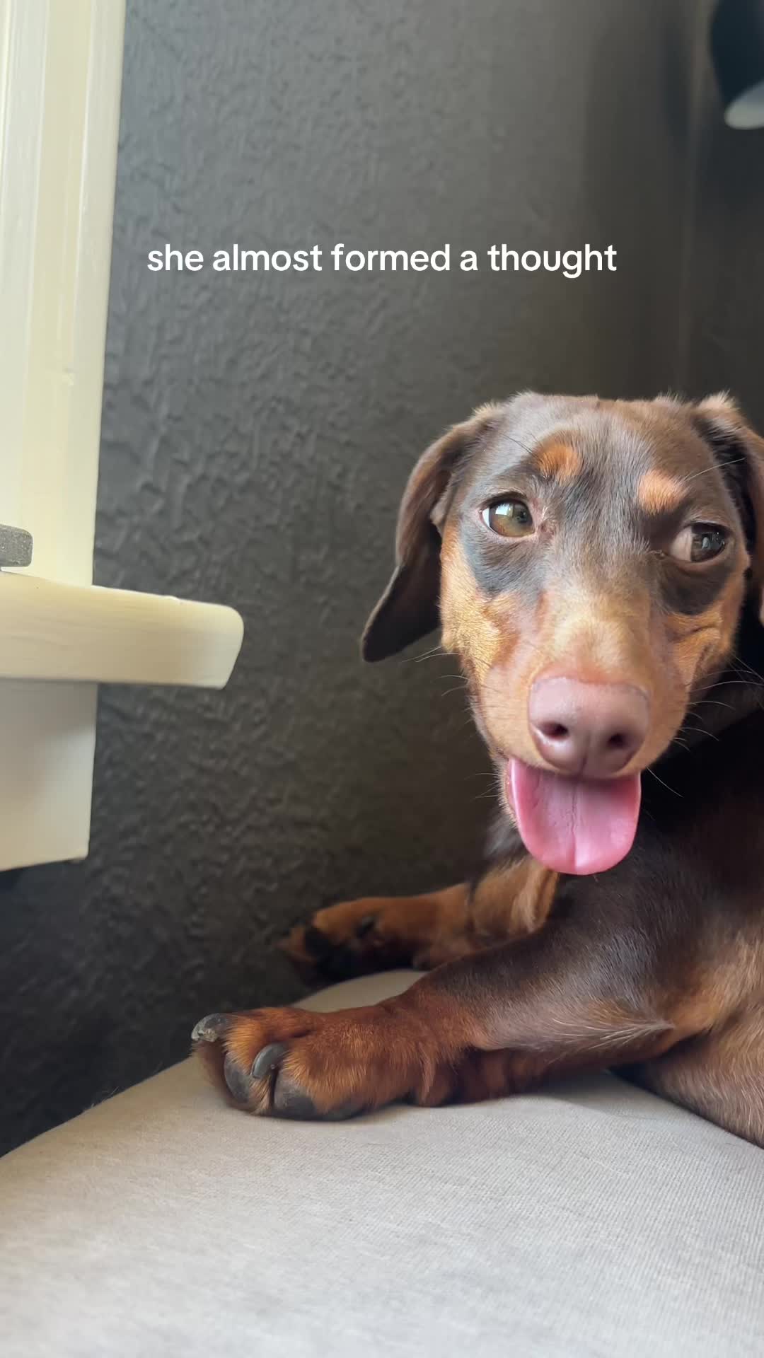 @rhubarb the doggo