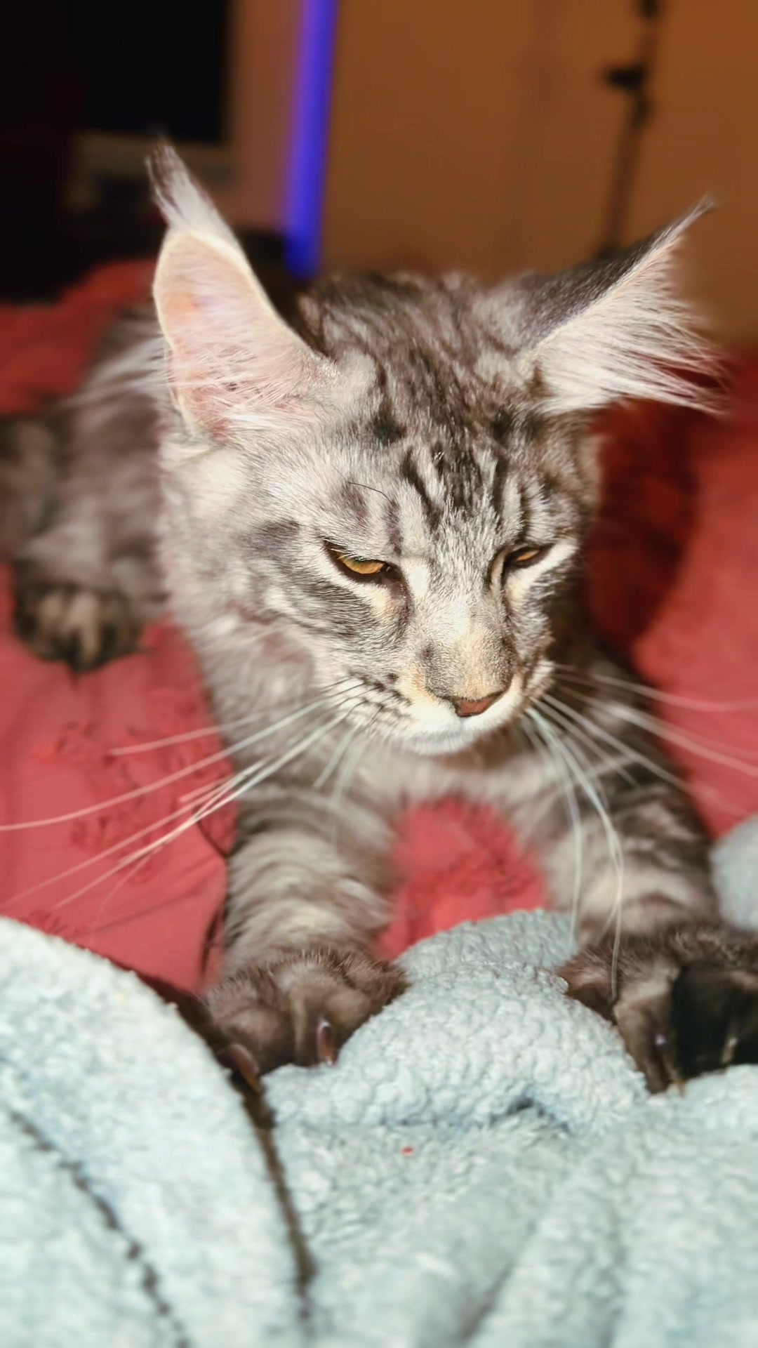 @Rosa’s maine coon in Texas🧛
