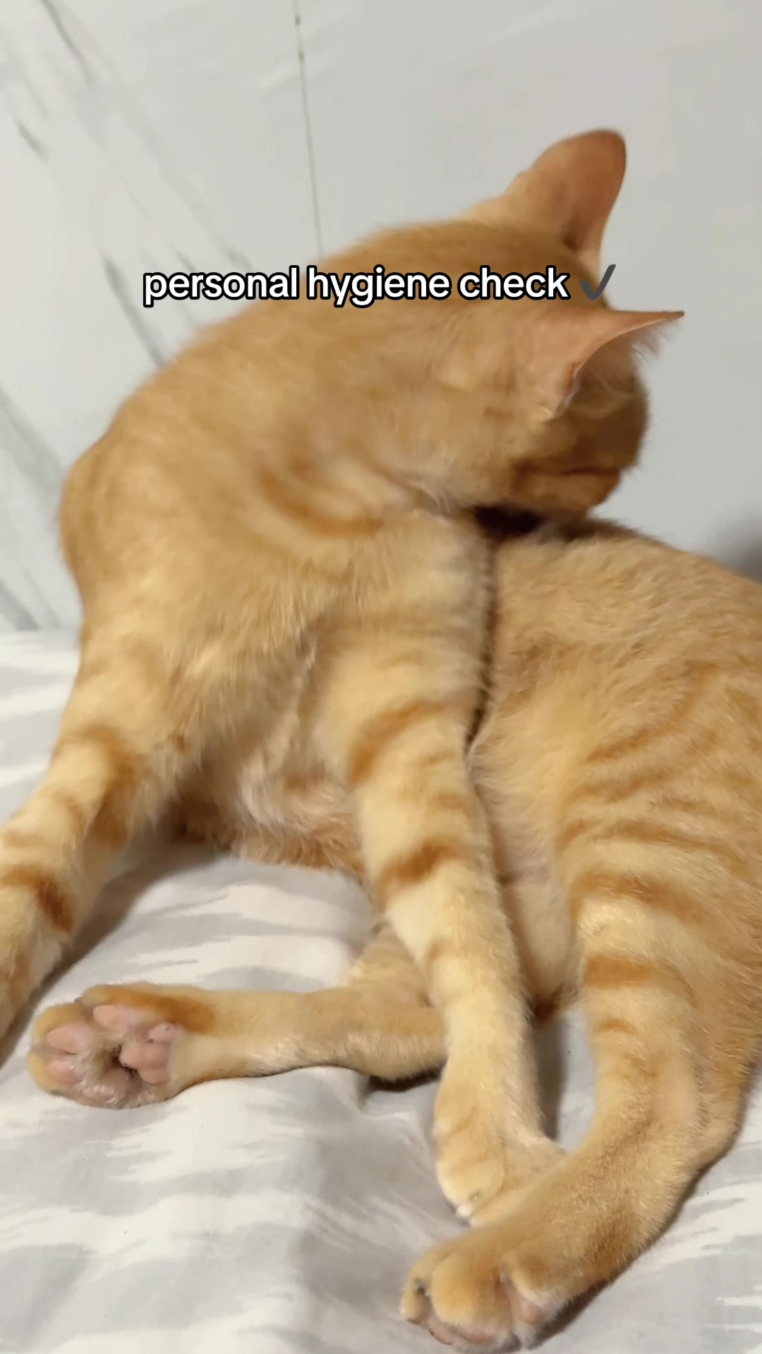 @Golden Whiskers