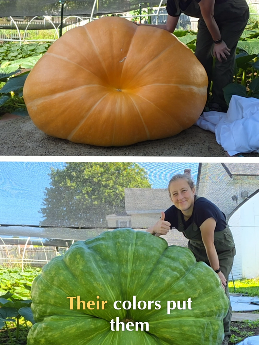 @Pumpkinista