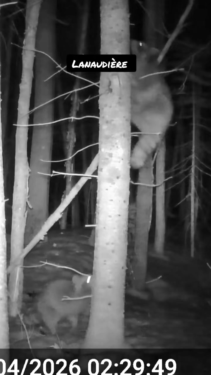 @TrailCam Qu&eacute;bec