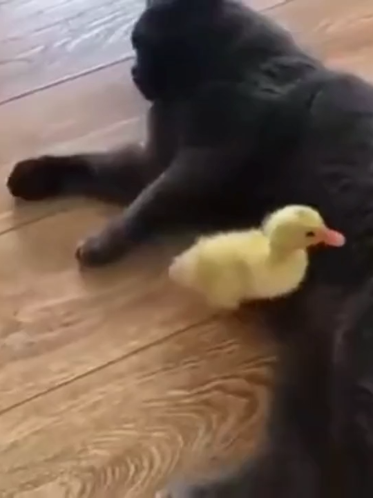 @cats