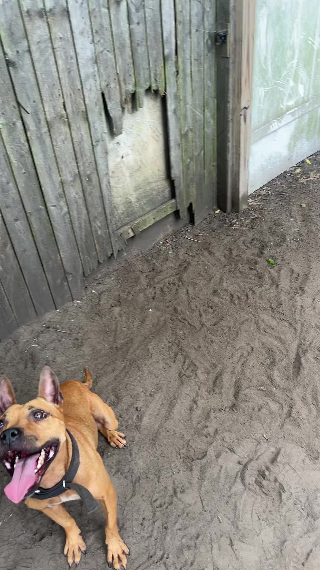@themreal_hounds