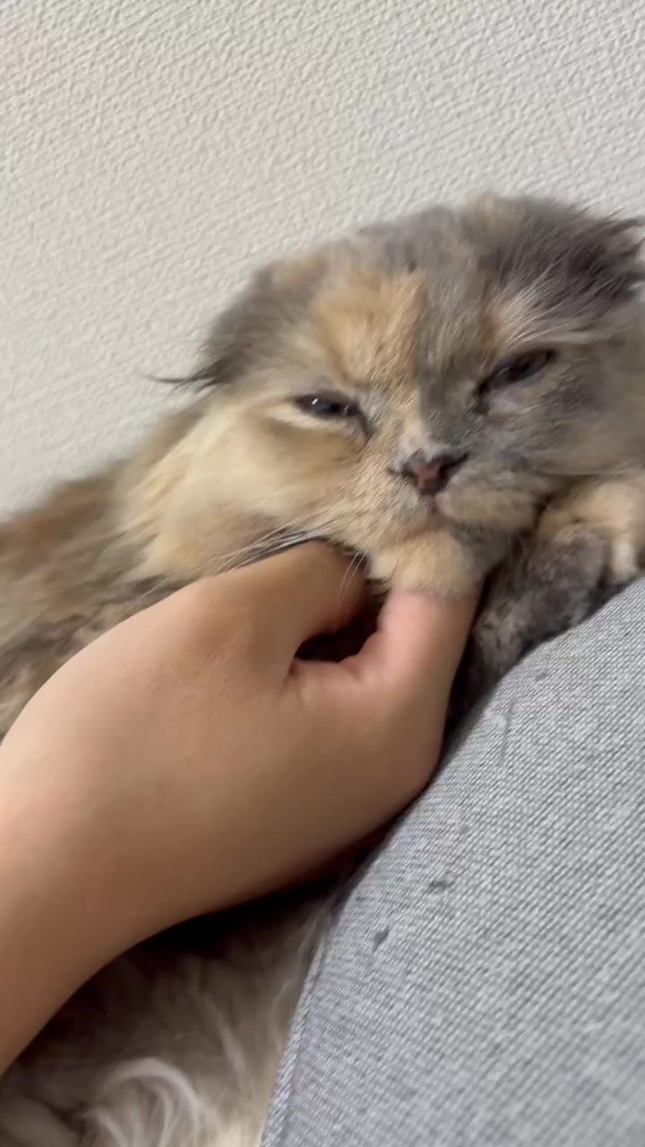 @マイクワゾウスキー