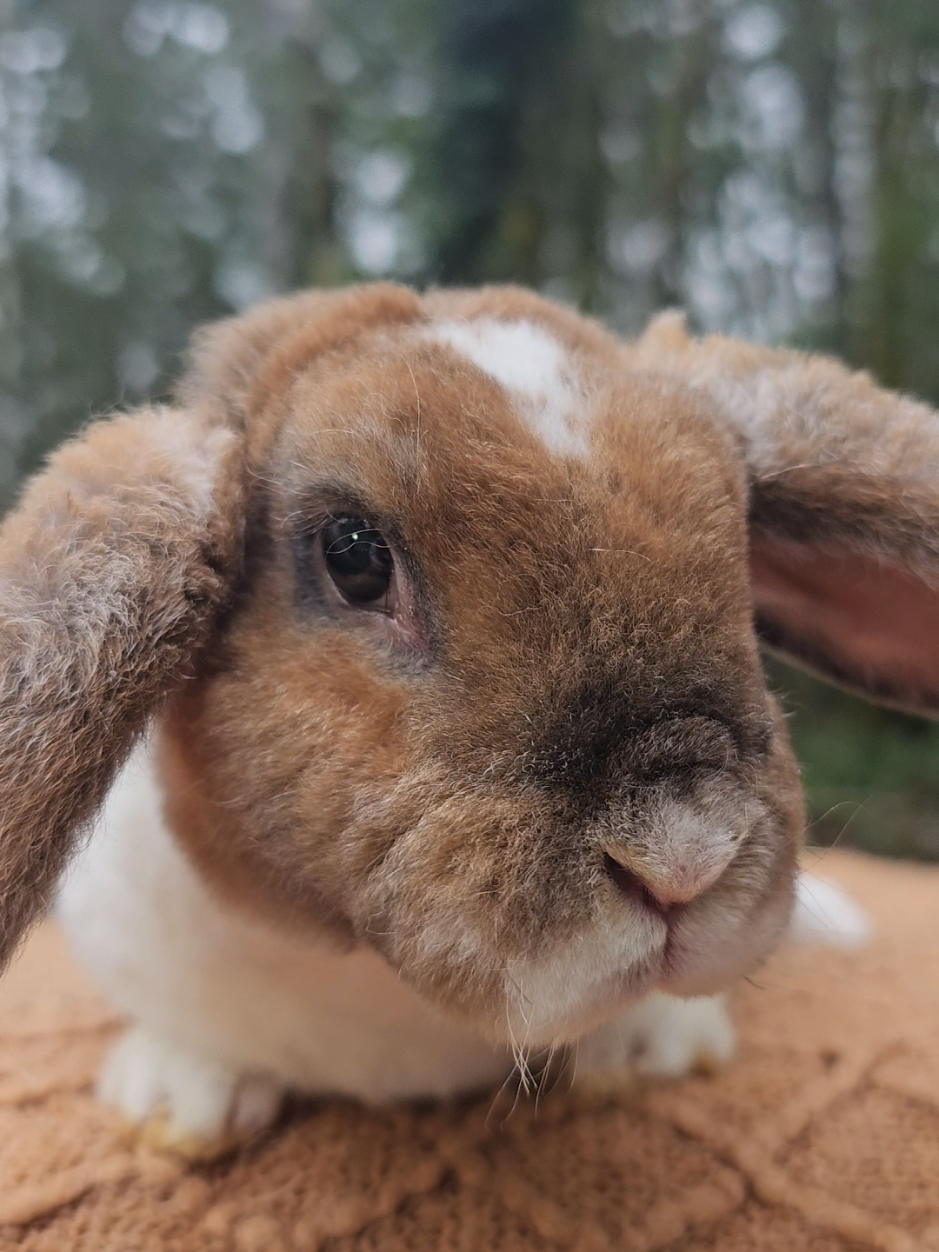 @Darling Rabbitry