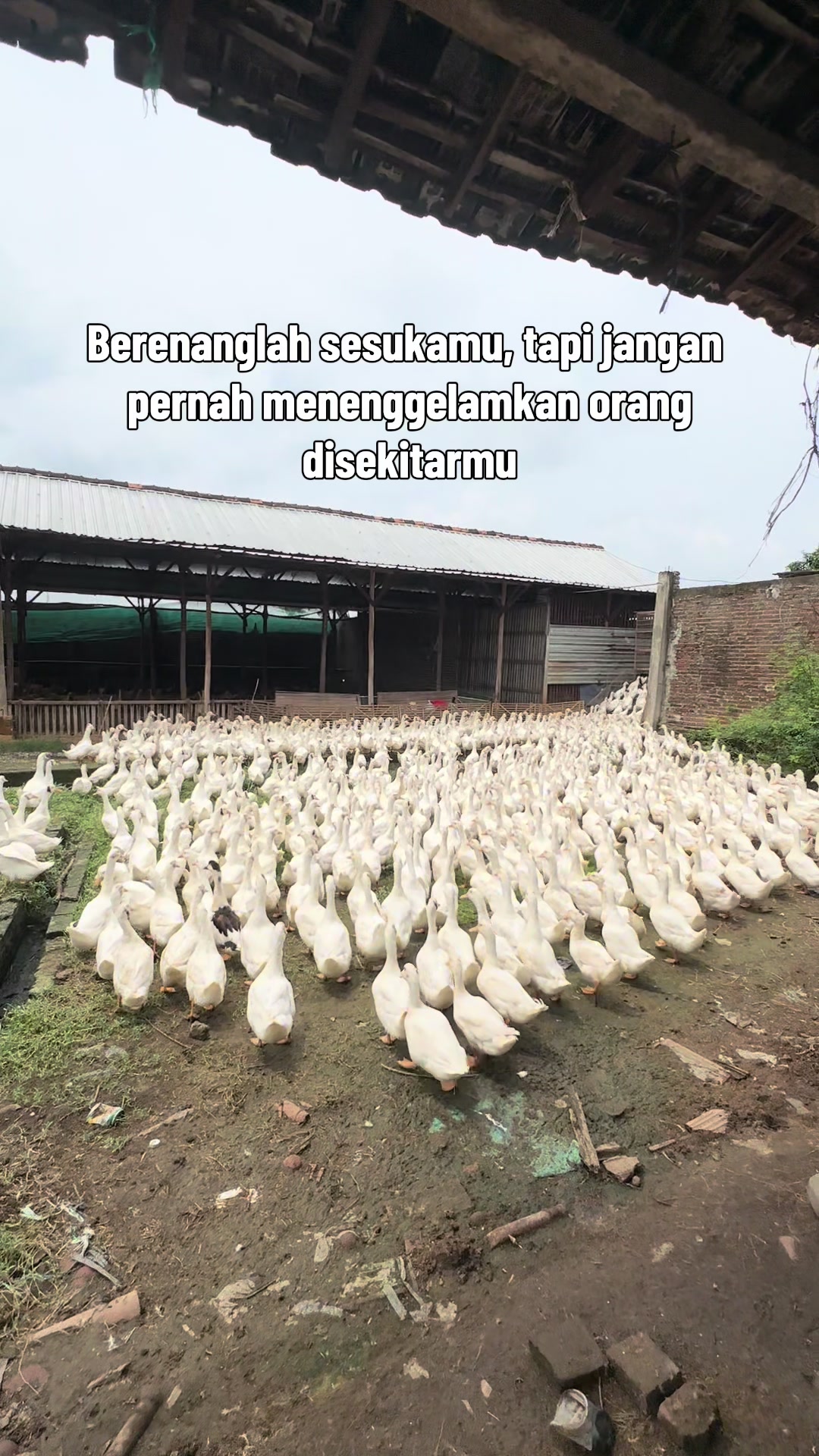 @PT BAGUS JAYA FARM