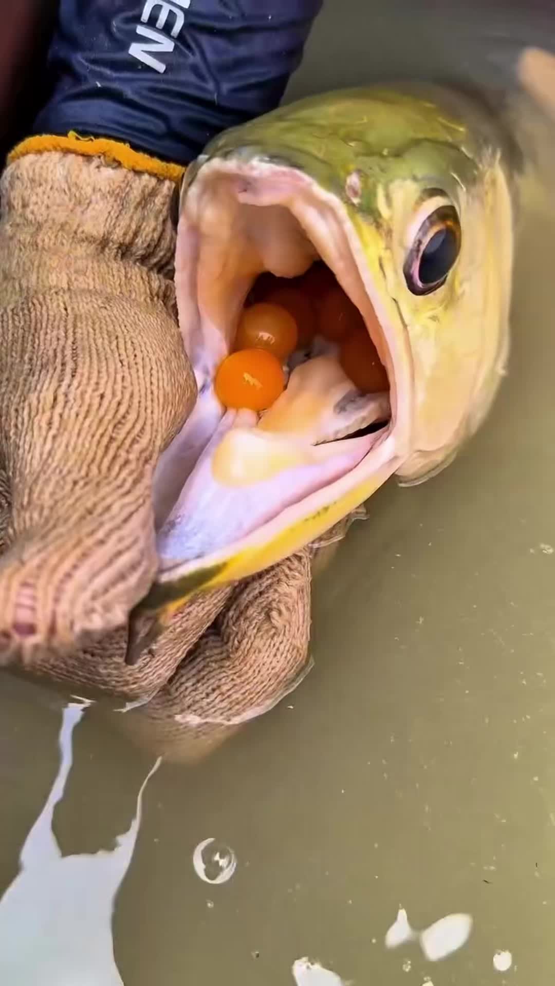 @MK AROWANA SPECIALIST