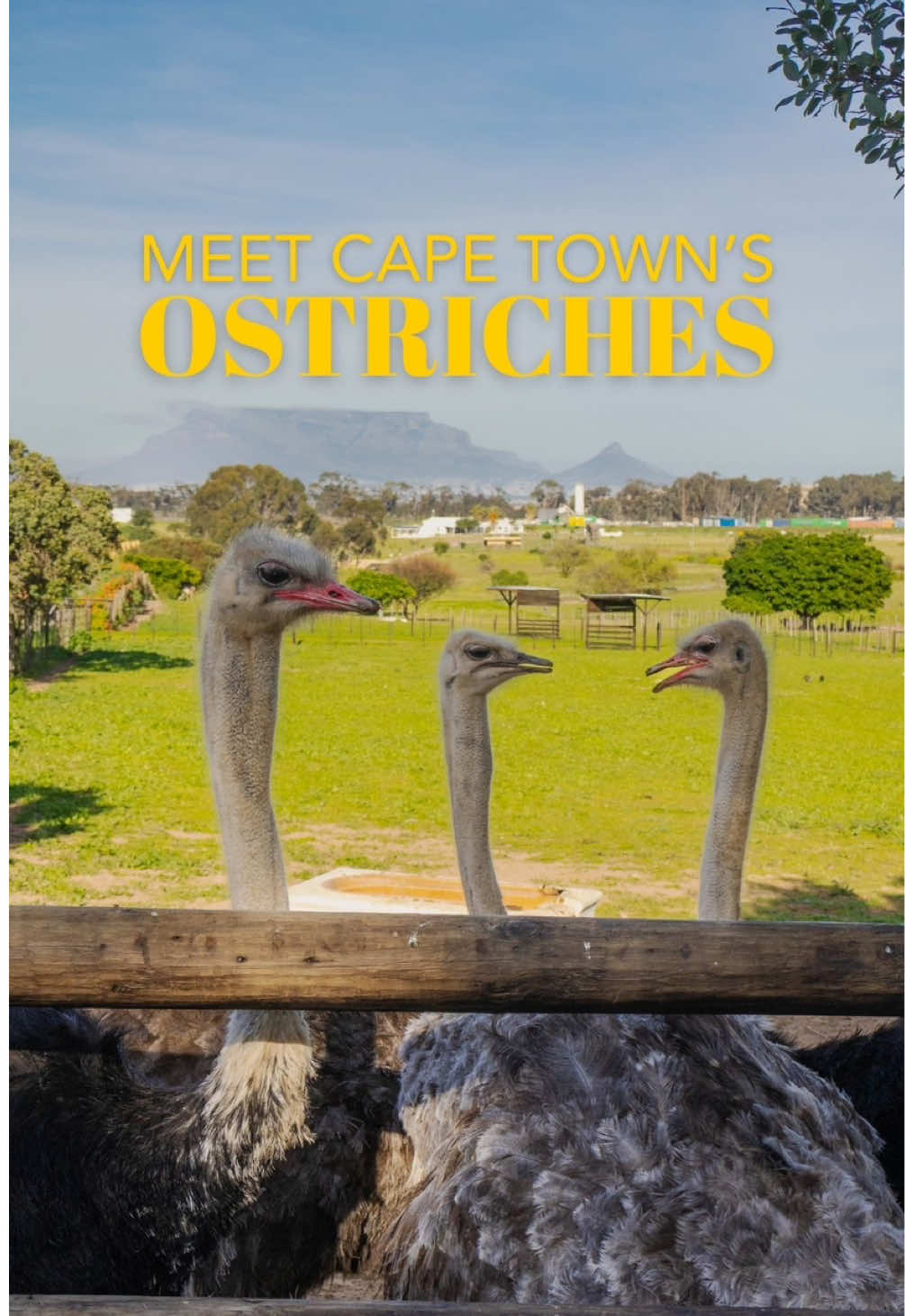 @secretcapetown