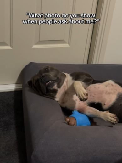 @Happy Staffy Co