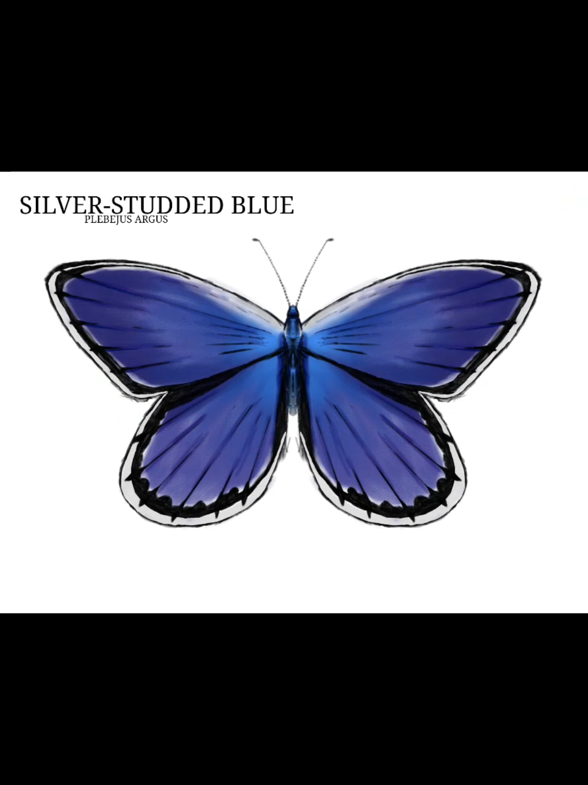 @Butterfly 🦋