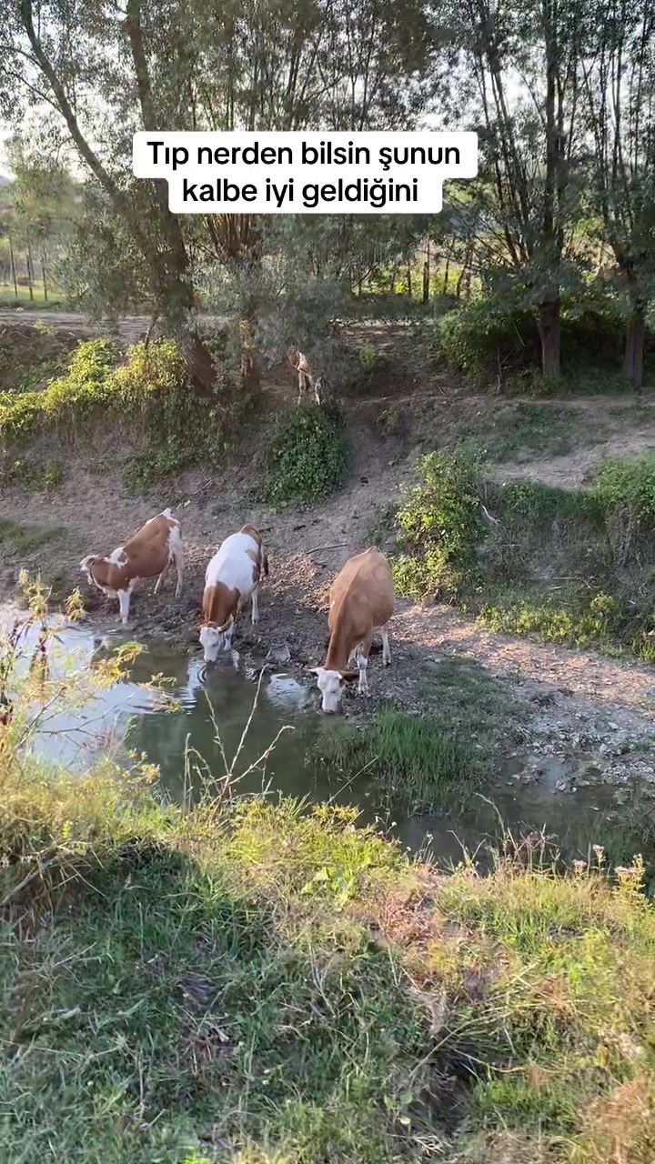 @Tuncer Akg&uuml;l