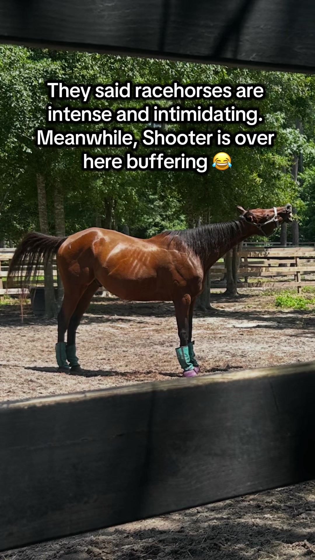 @Lacy & Shooter the OTTB