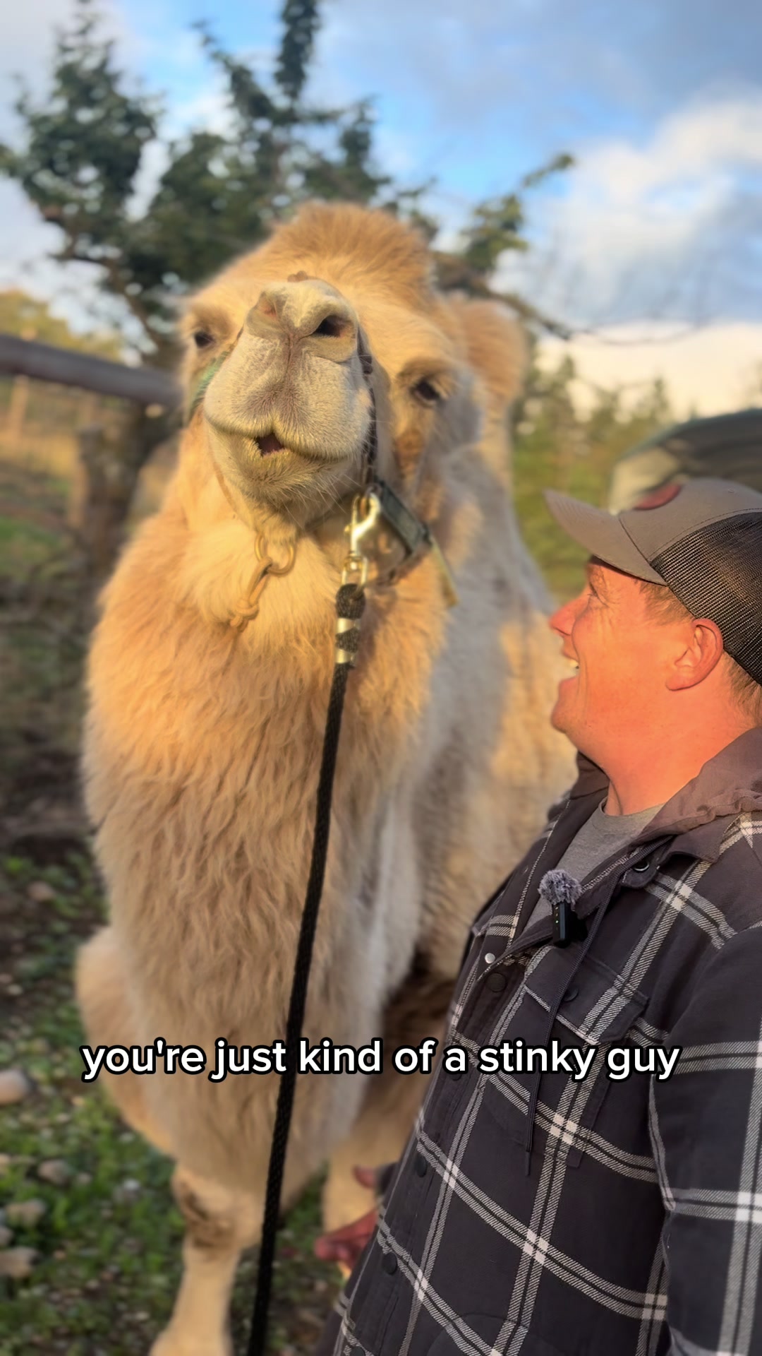 @MayhemTheCamel