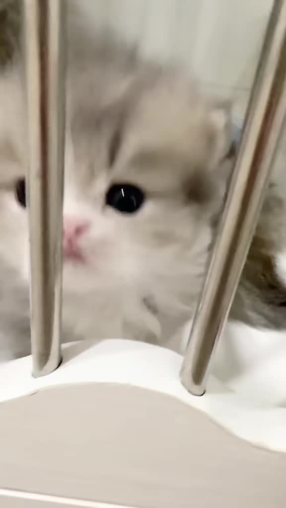 @catbosssss