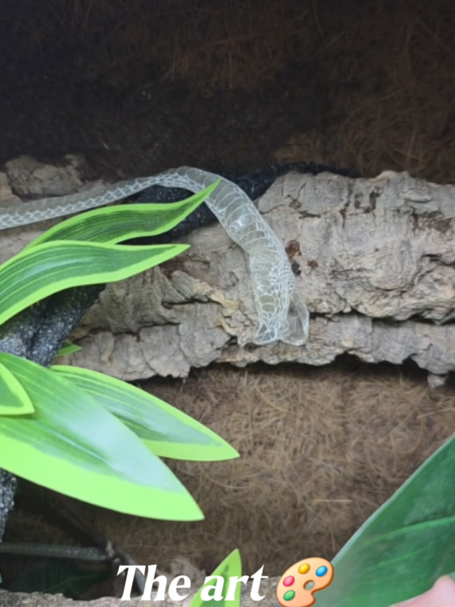 @T & N reptiles