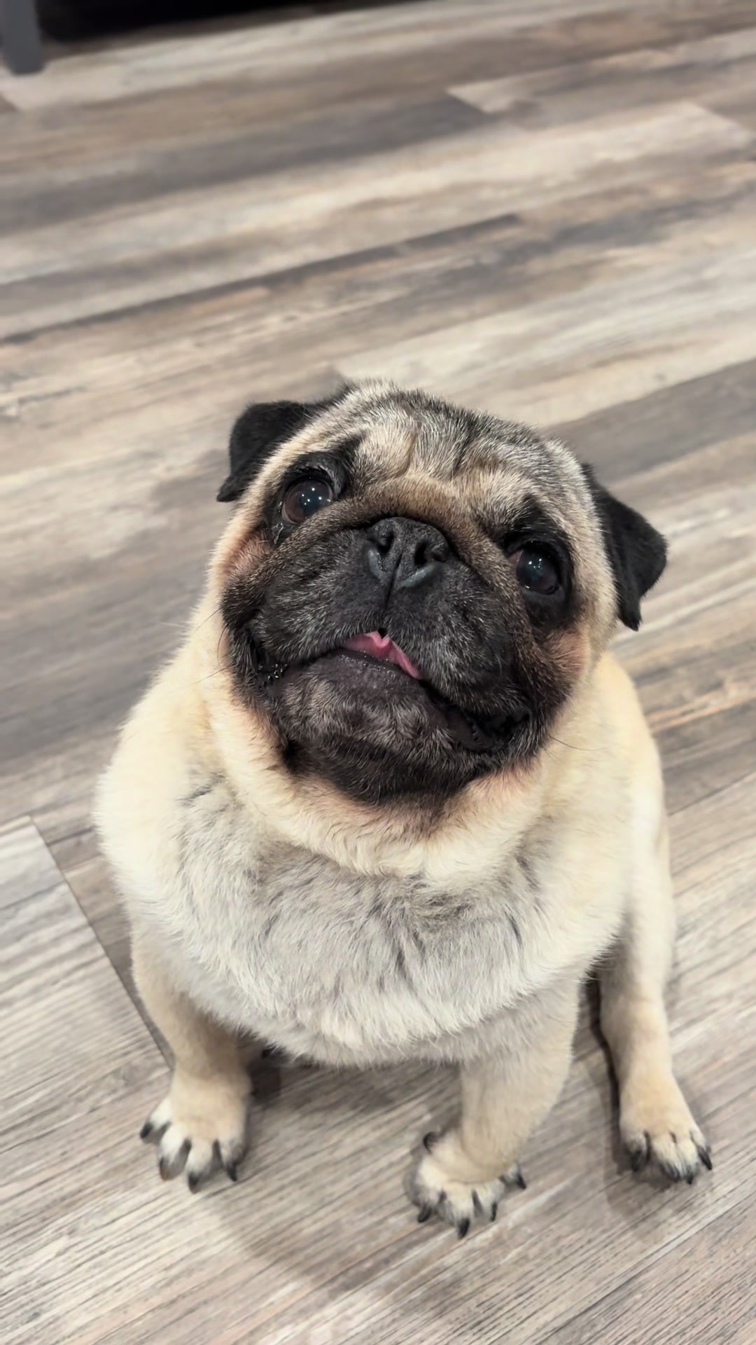 @Rocki the Pug ๐ถ