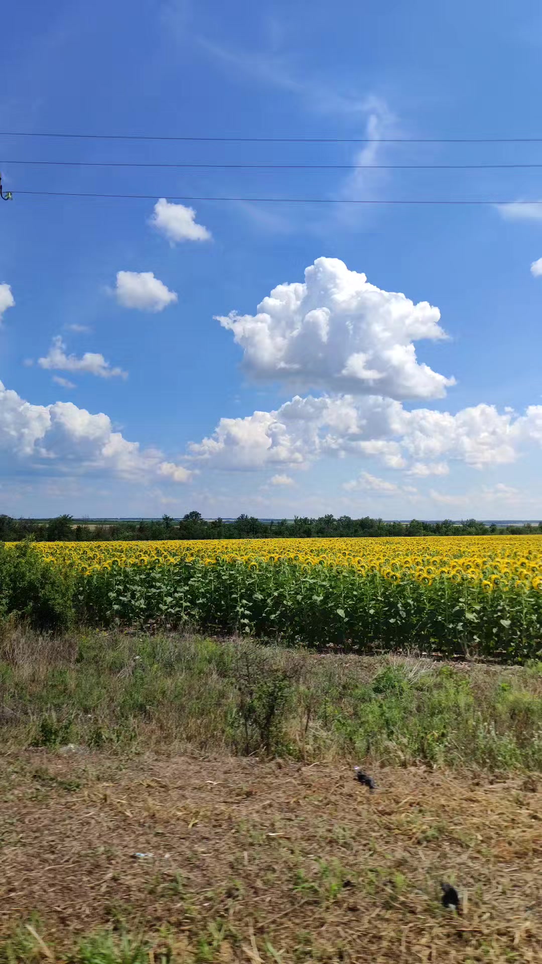 @Євгенія Павлюк 🇺🇦