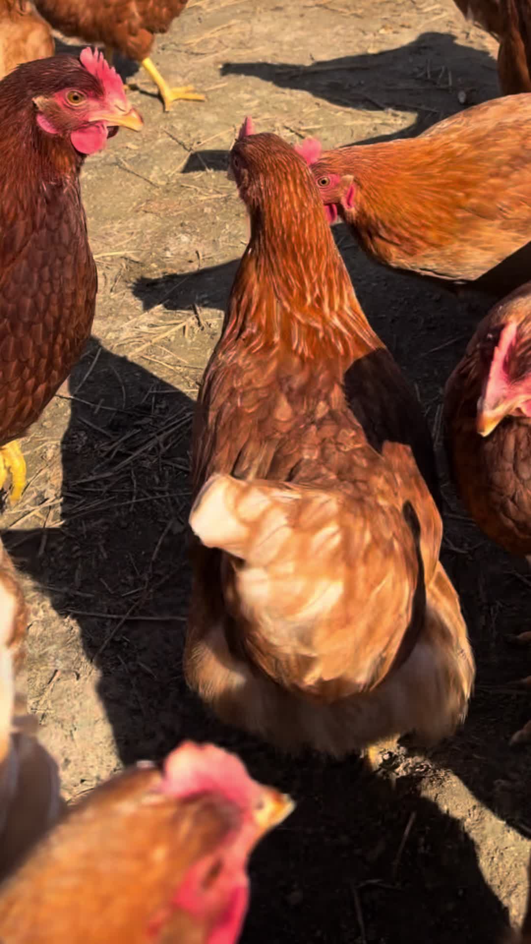@Felipe miralles Tío Reycar
