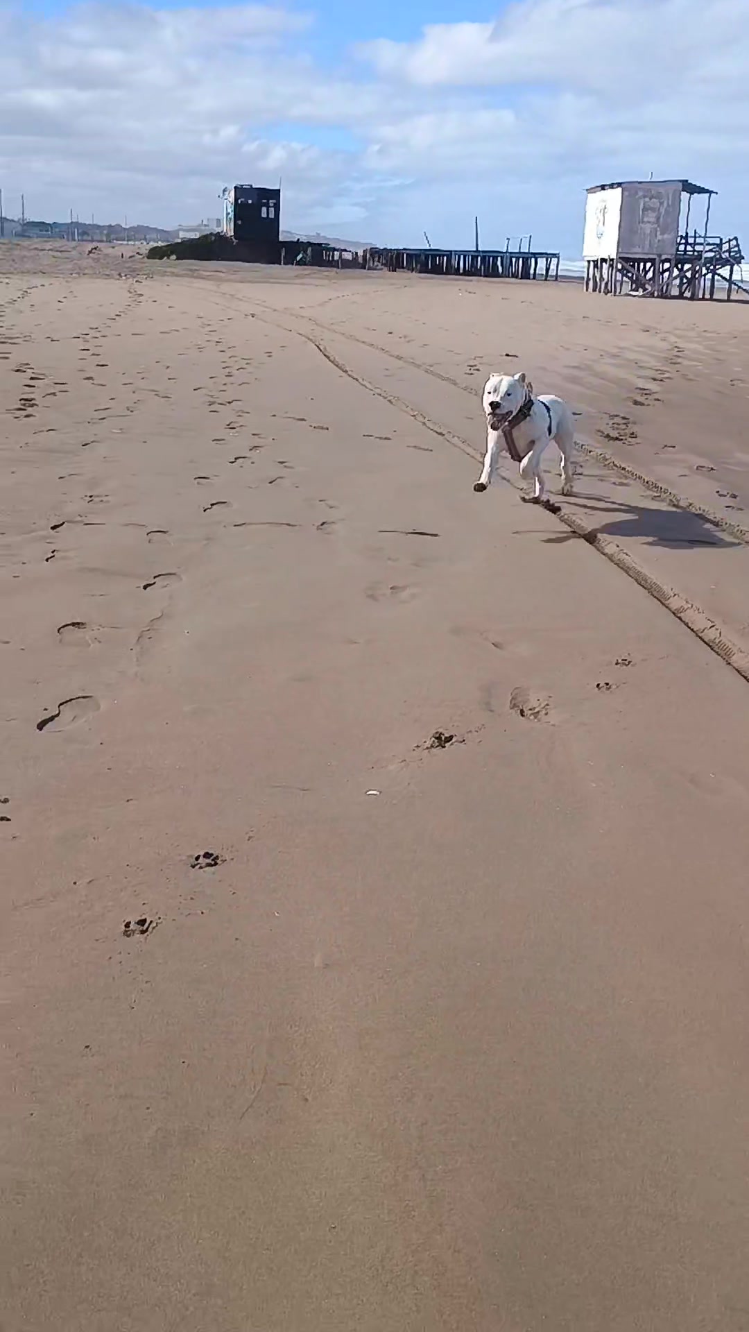 @Flor&Tango Dogo Argentino 🇦🇷