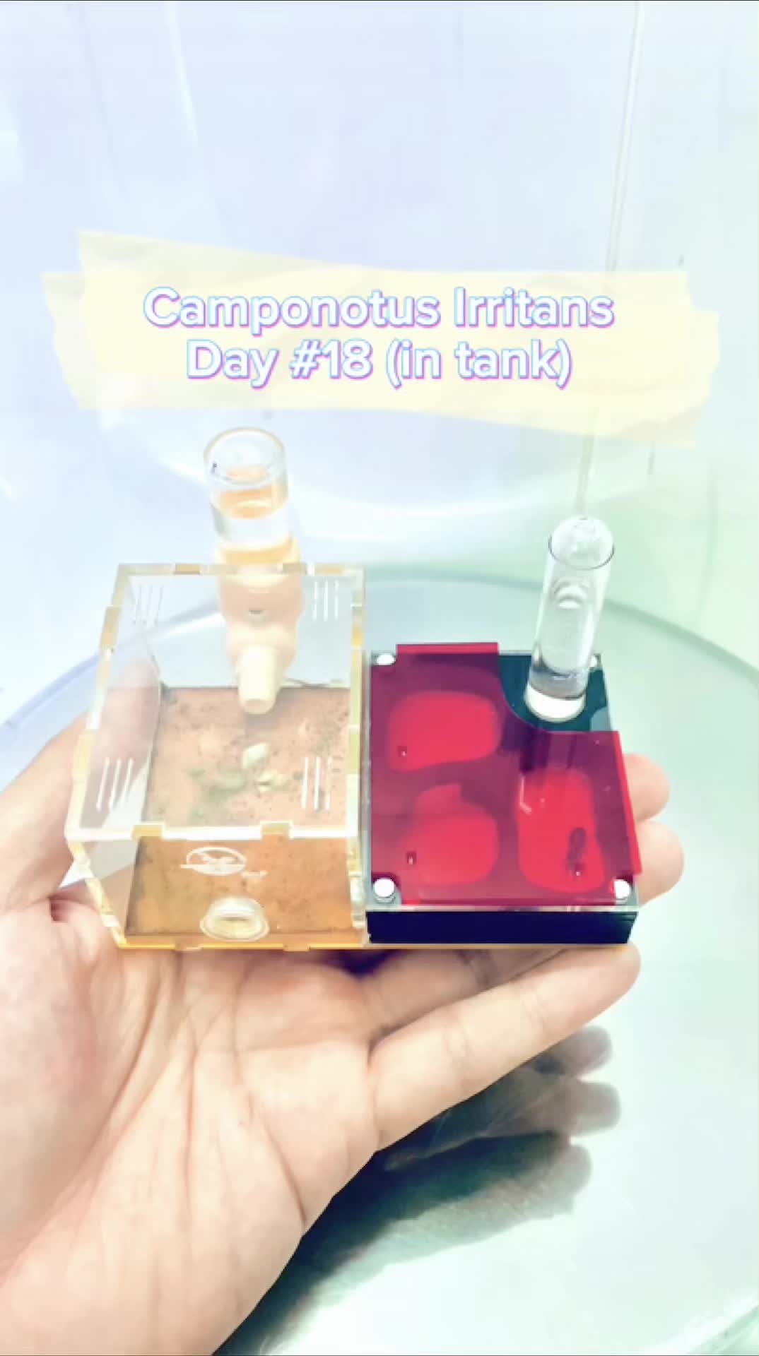 @Henry Th&iacute;ch Nu&ocirc;i Kiến 🐜