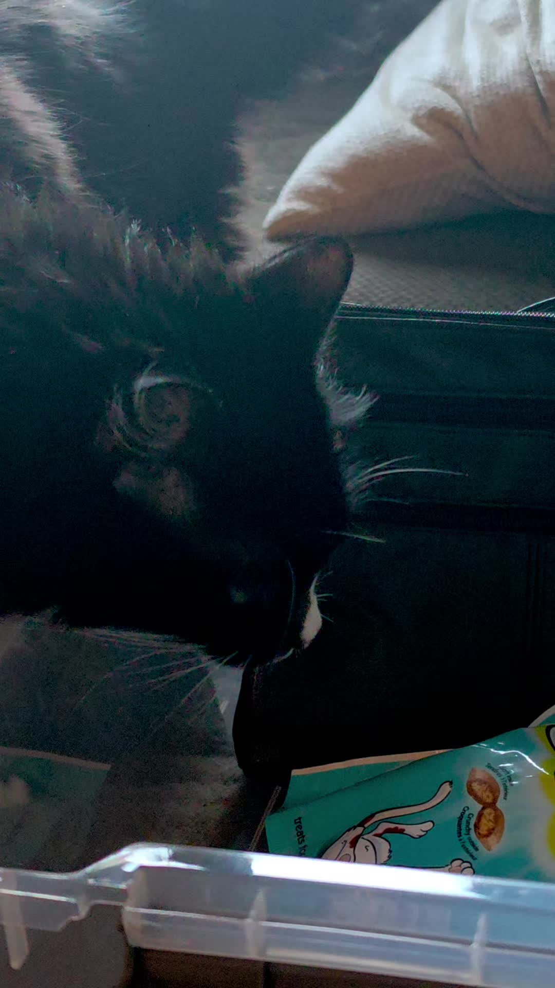 @AtticaTheTuxedoCat
