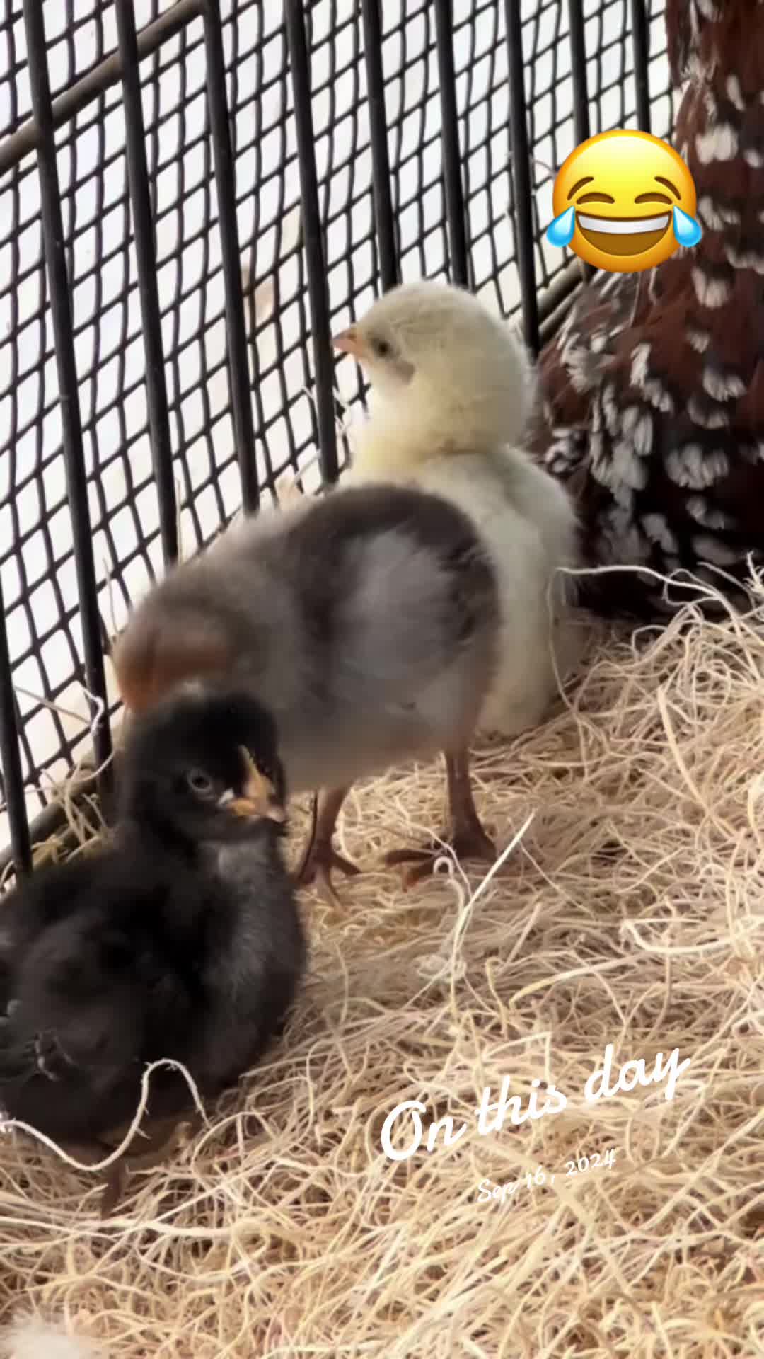 @NonniesFunnyFarm