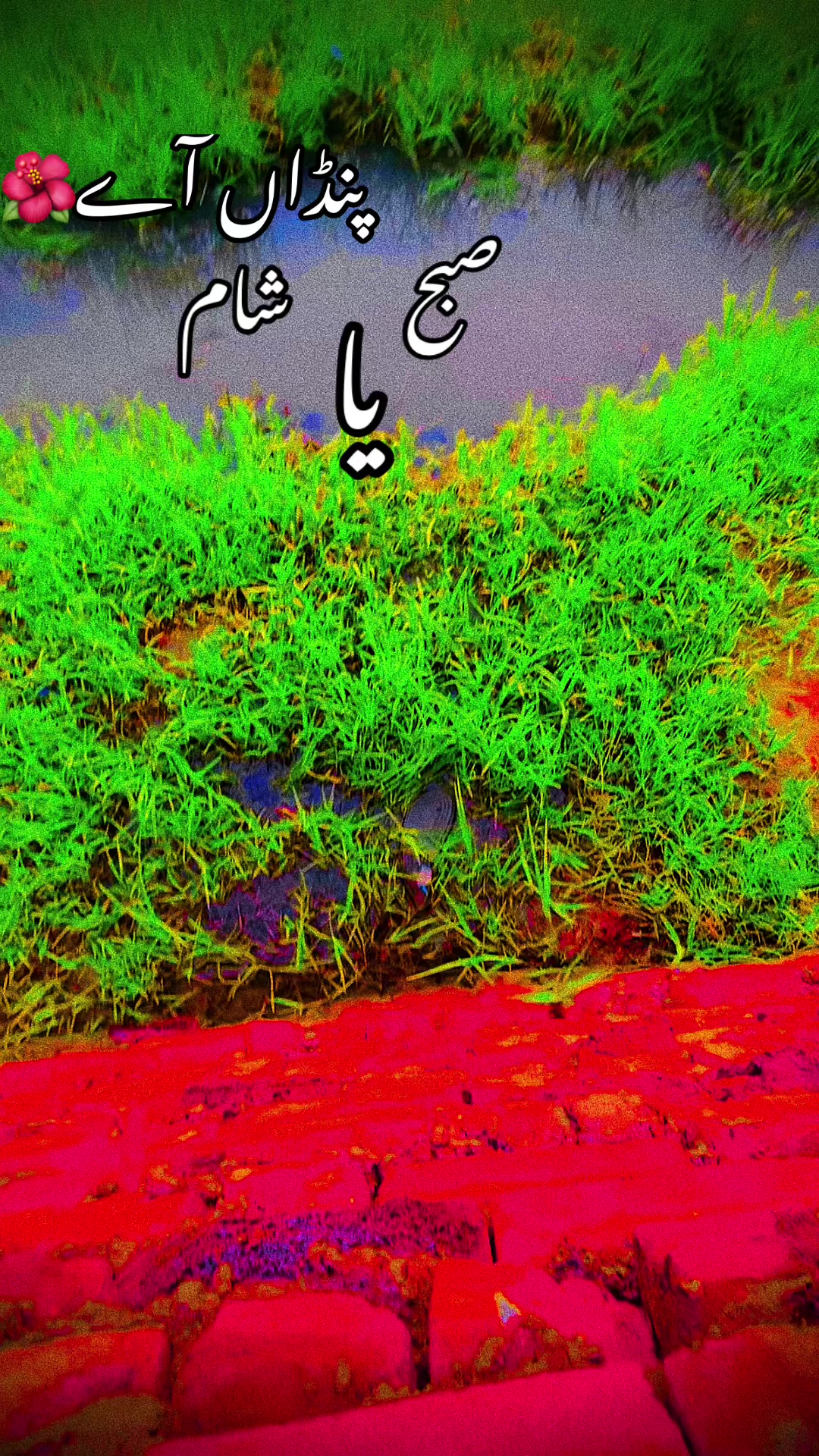 @🥬🎗️پنڈاں آے 🌺