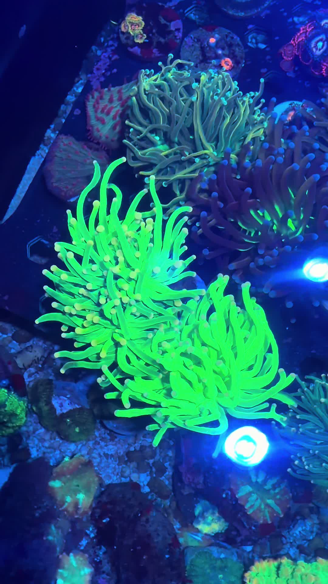 @Inner_Circle_Reefing