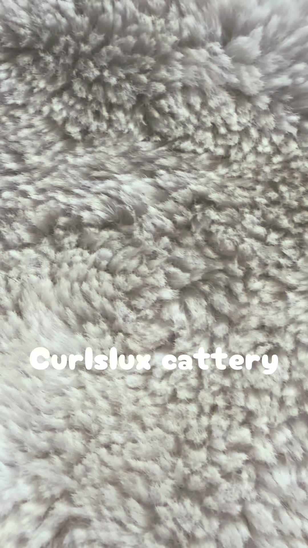 @Curlslux cattery!!๐บ๐ธ
