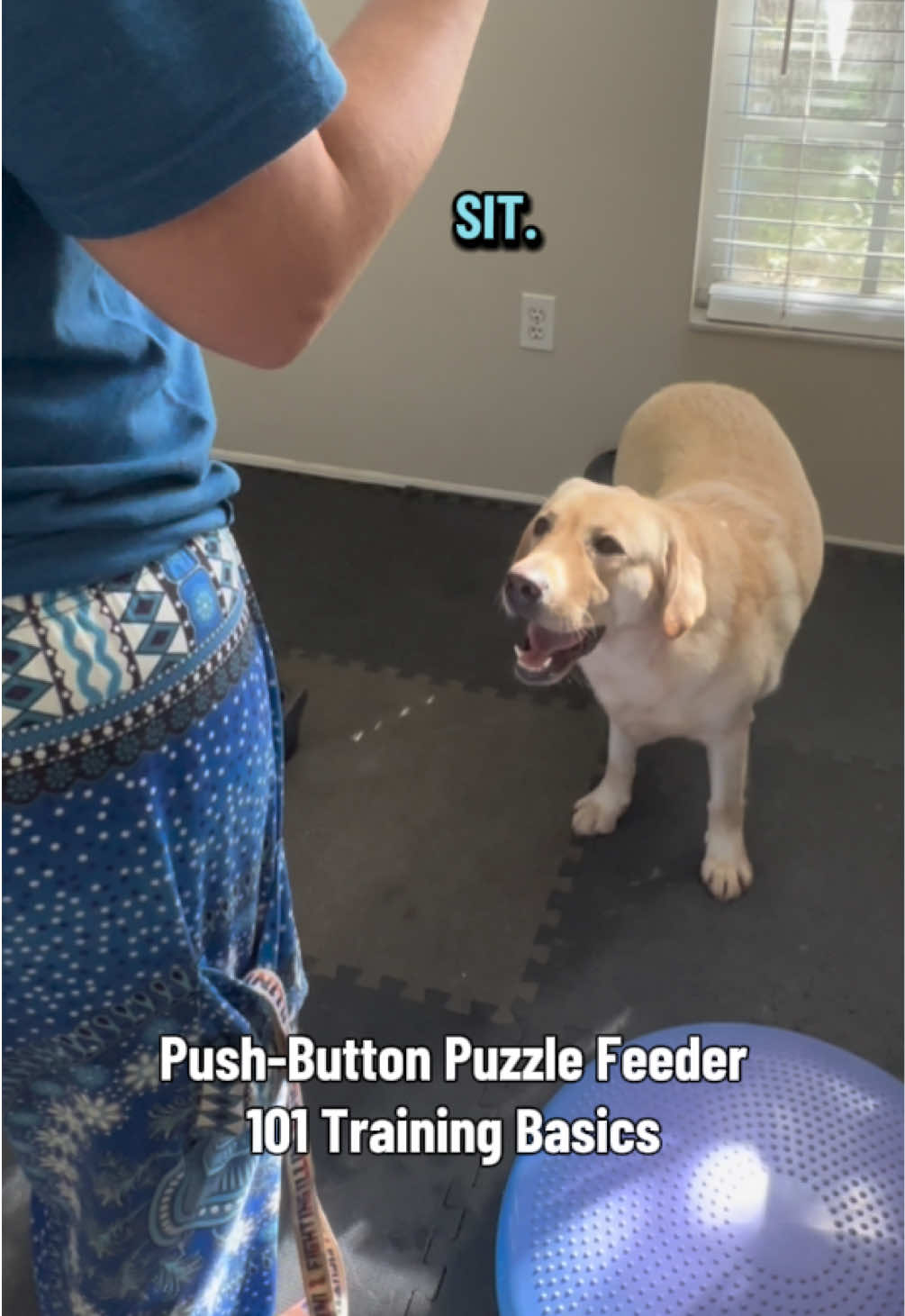 @AmandaT_CoolDog_Trainer 🫵🐶🆒