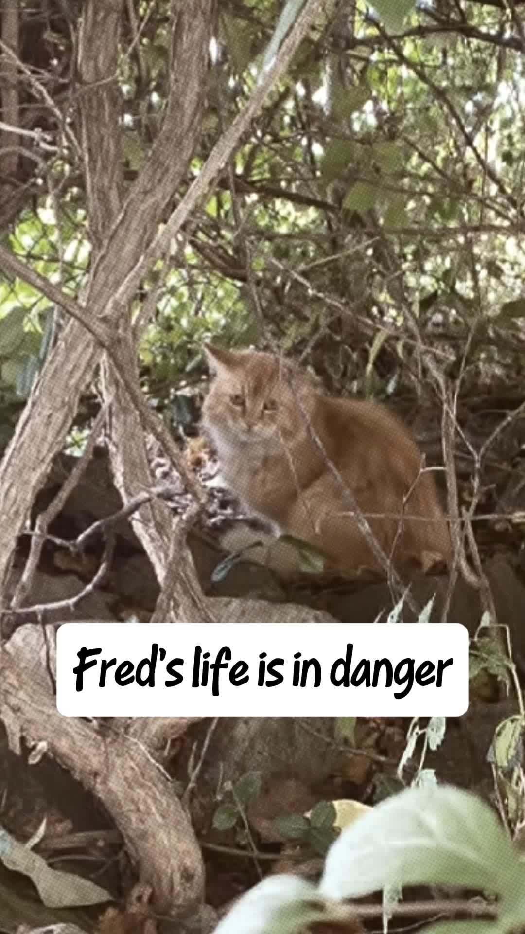 @No More Sad Kitties