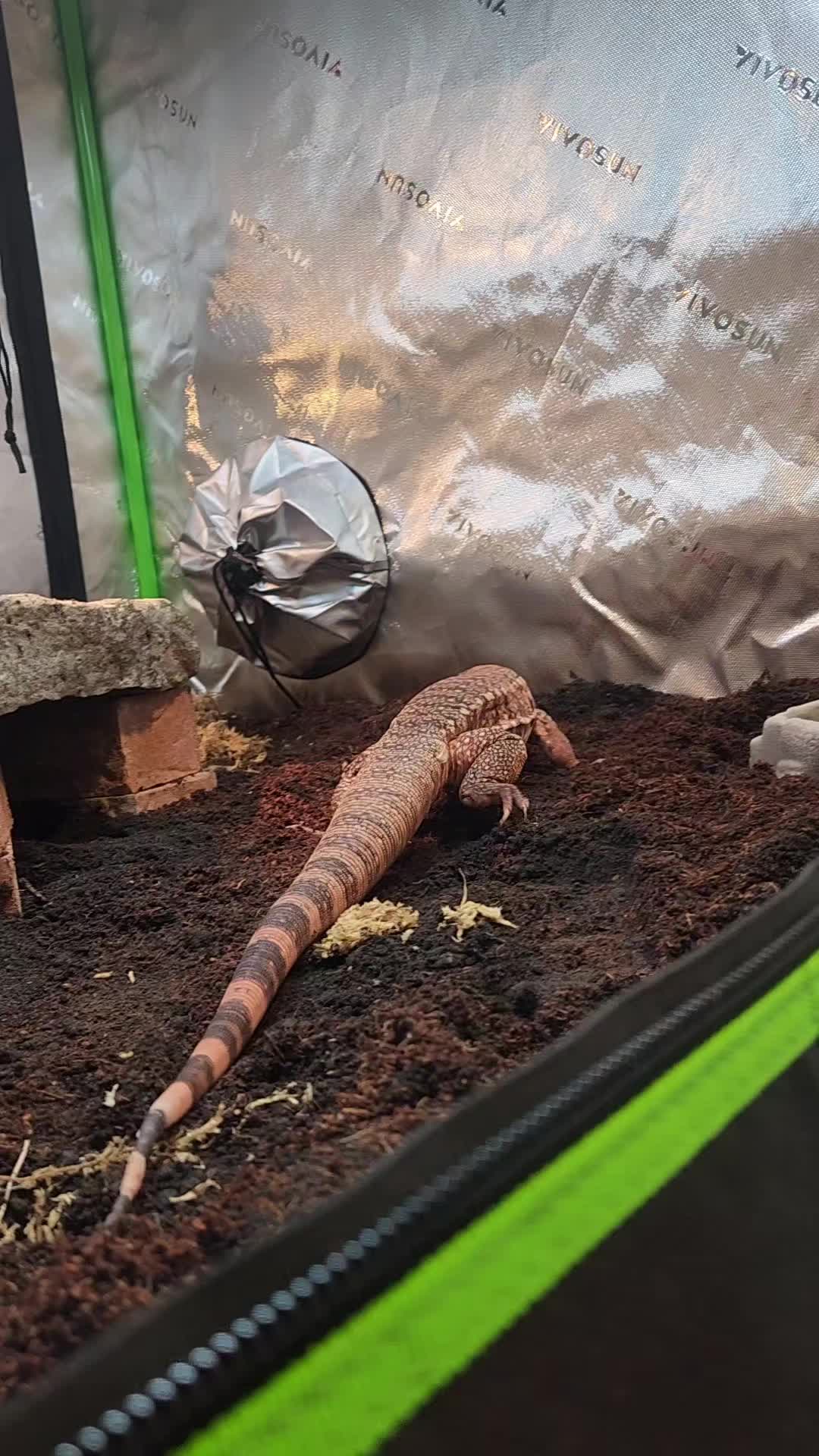 @Ballard’s Reptiles