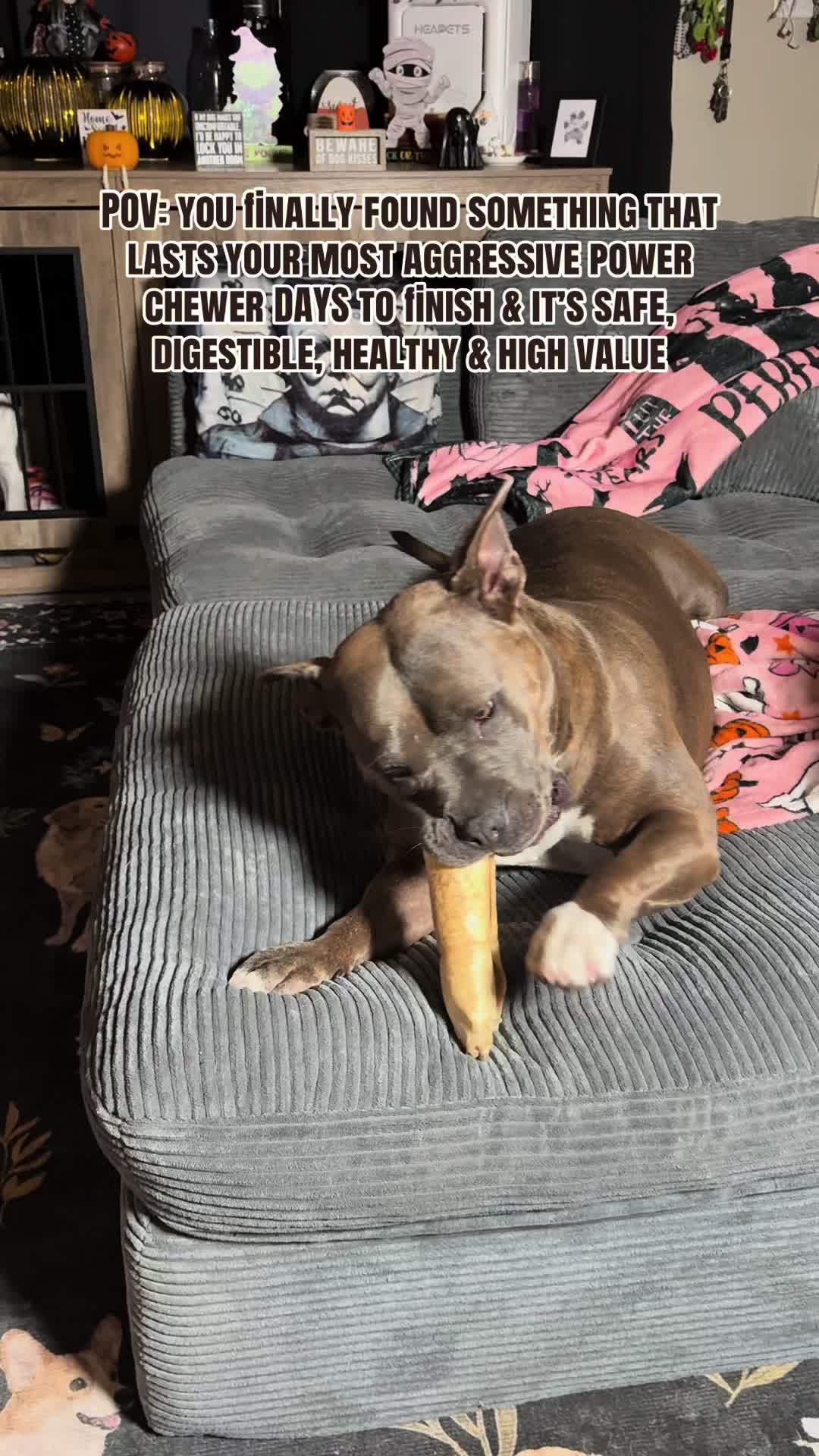 @kai&bull;thedogmother🐾