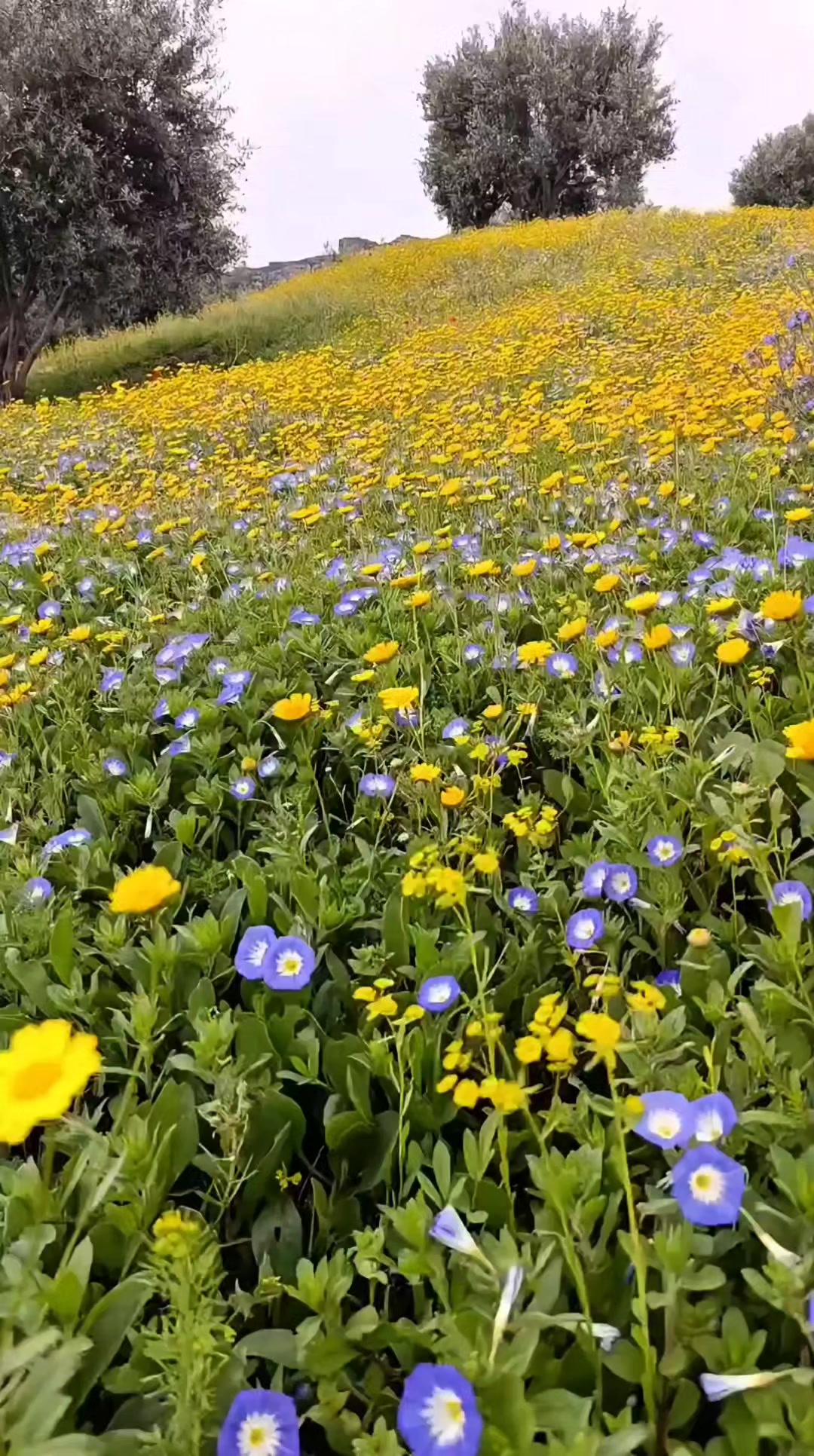 @أثر