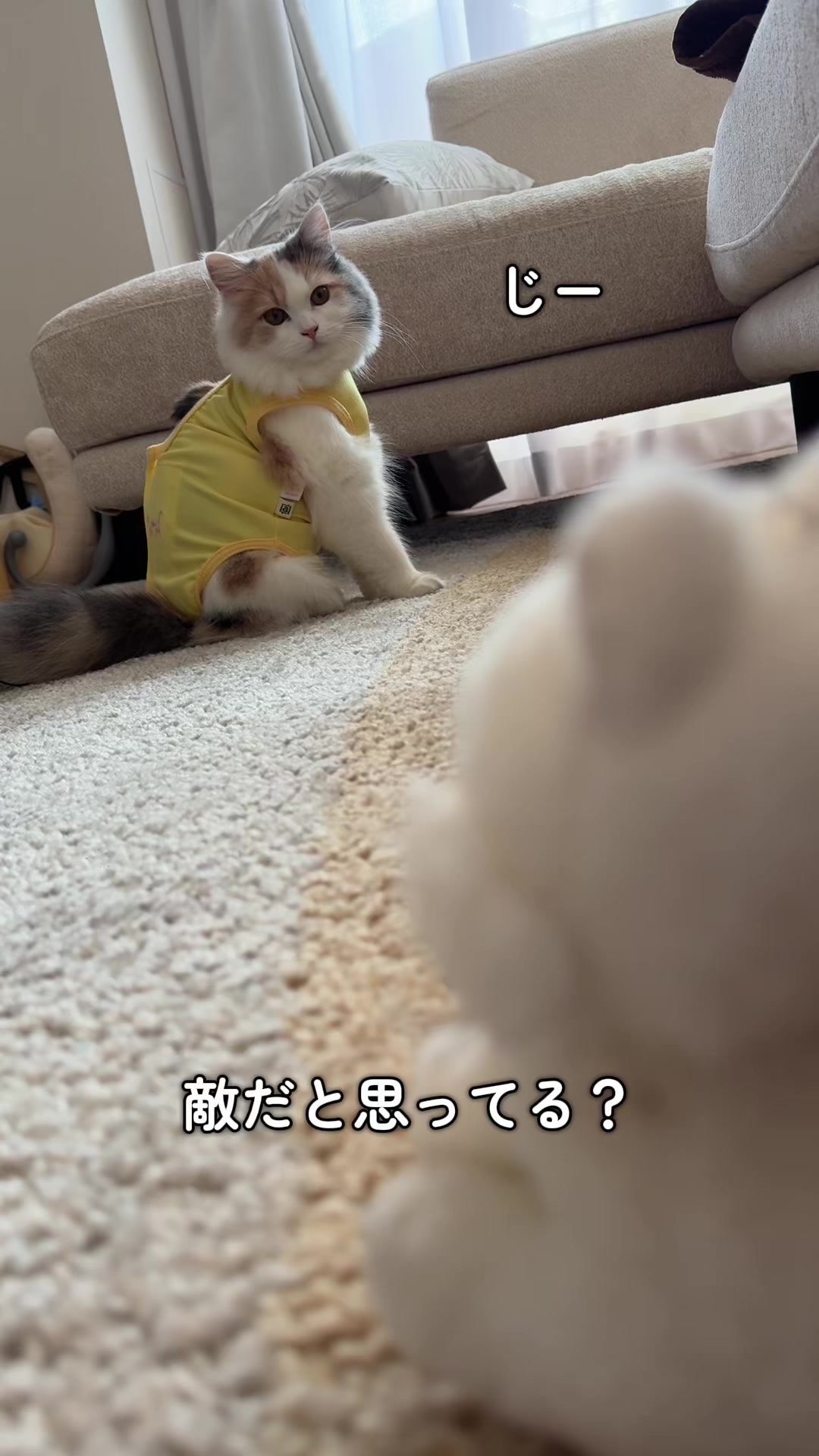 @ねこ日記