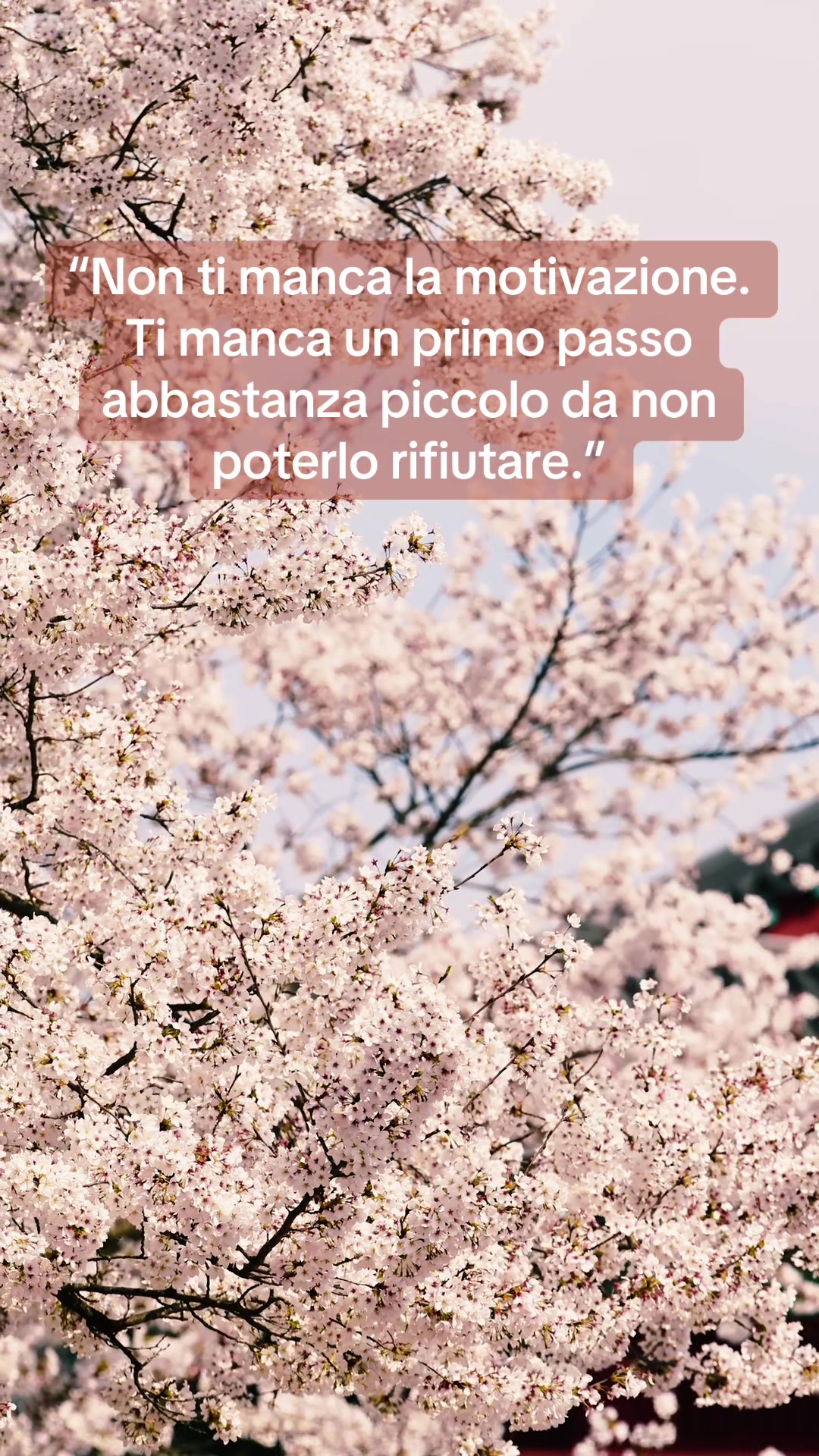 @Fioritura 🌸