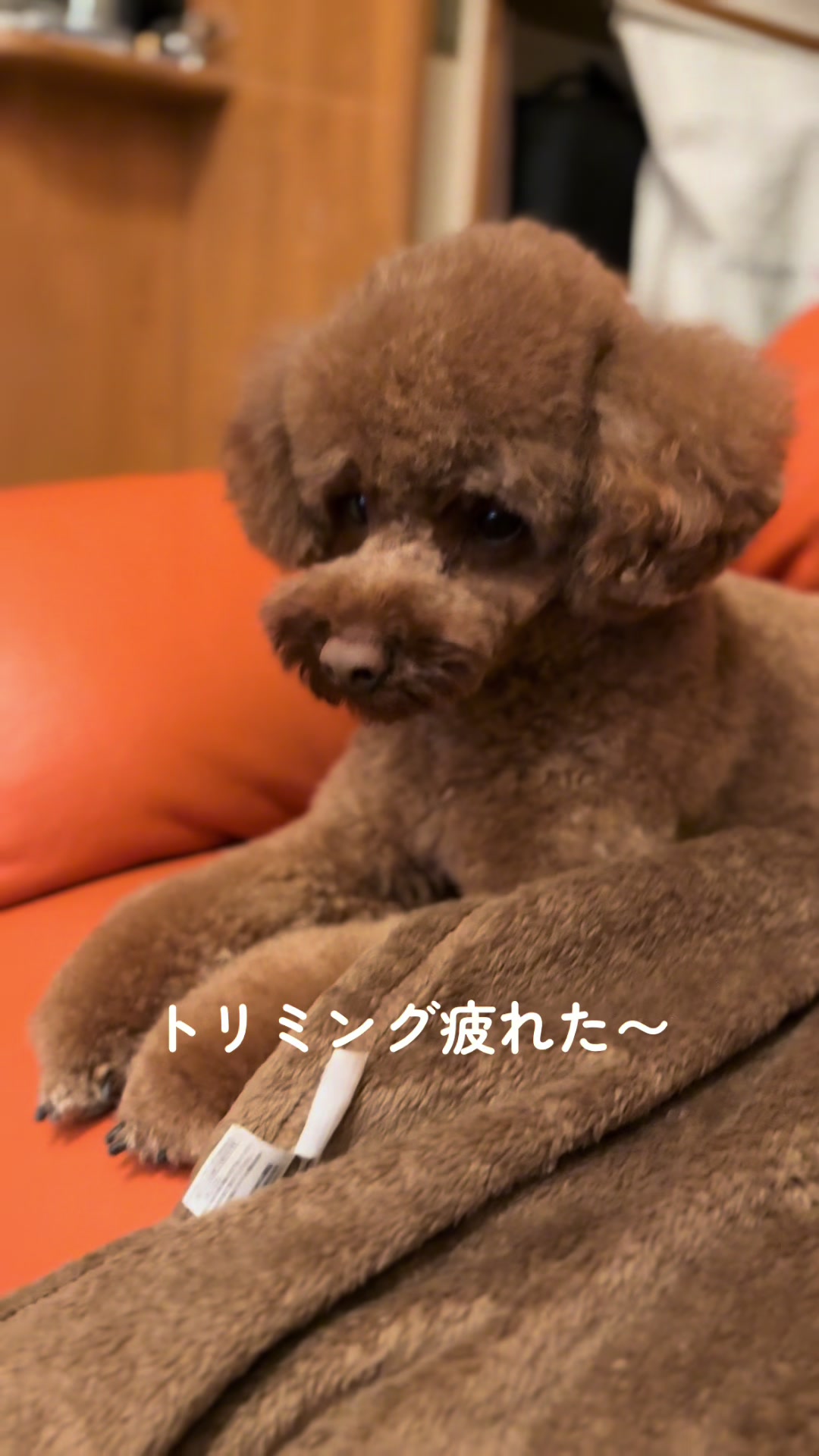 @kamachokopu