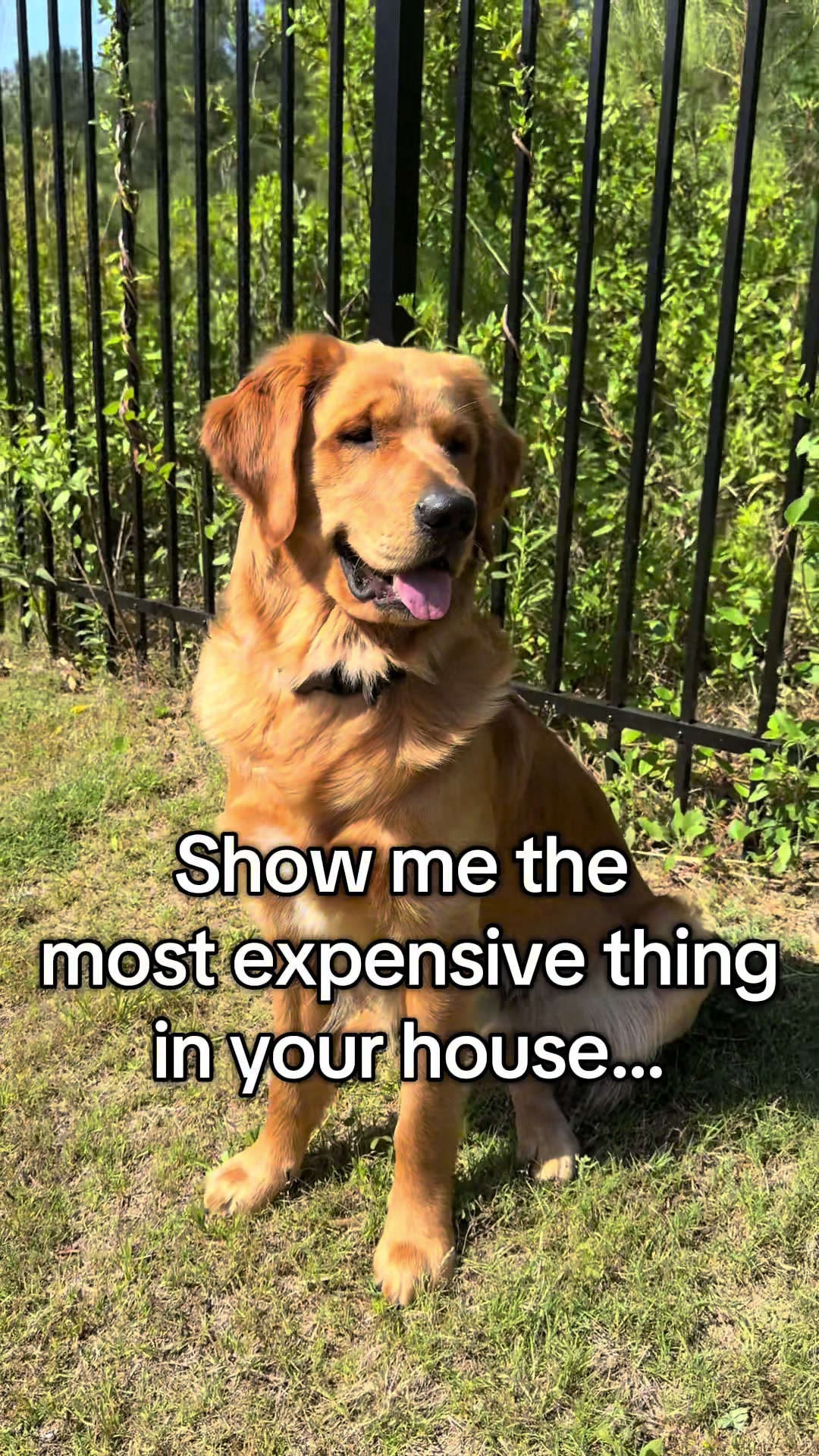 @Maverick McPaws