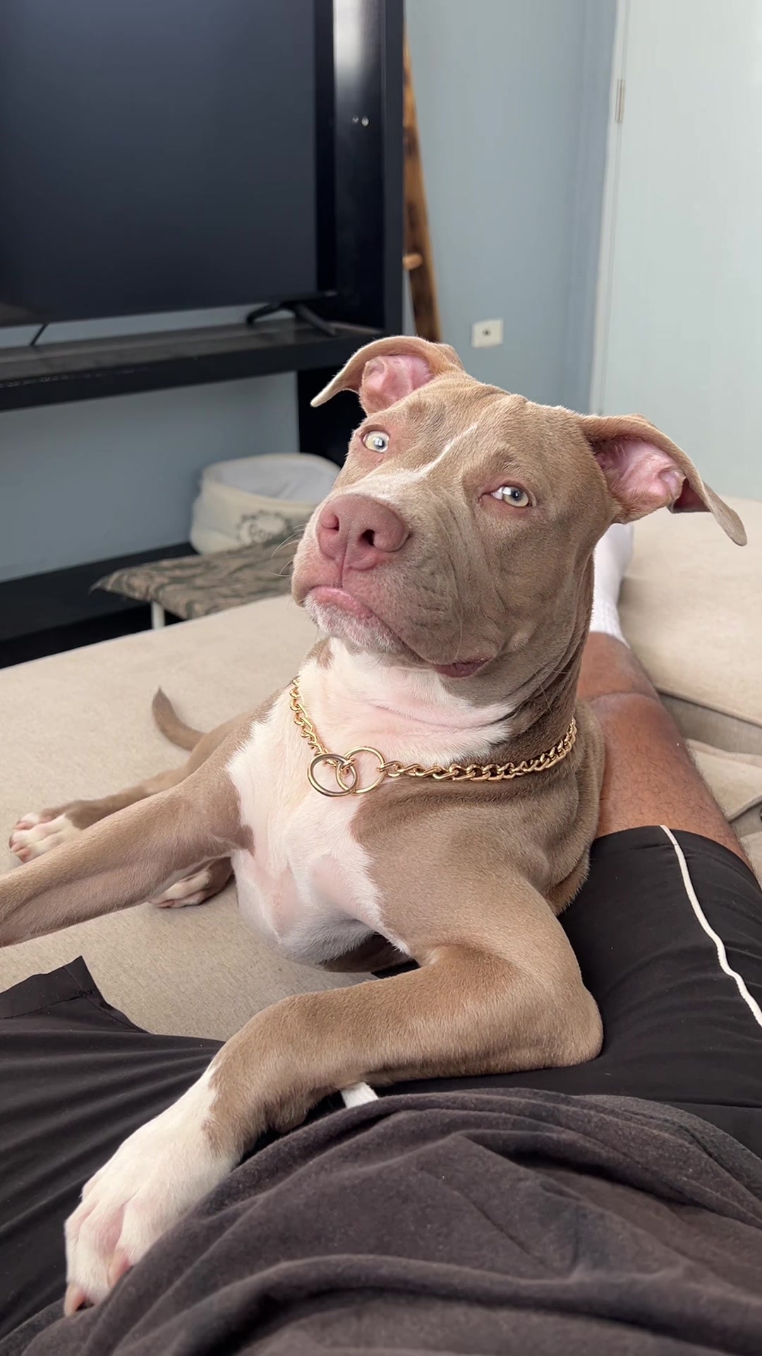 @Thor El Pitbull