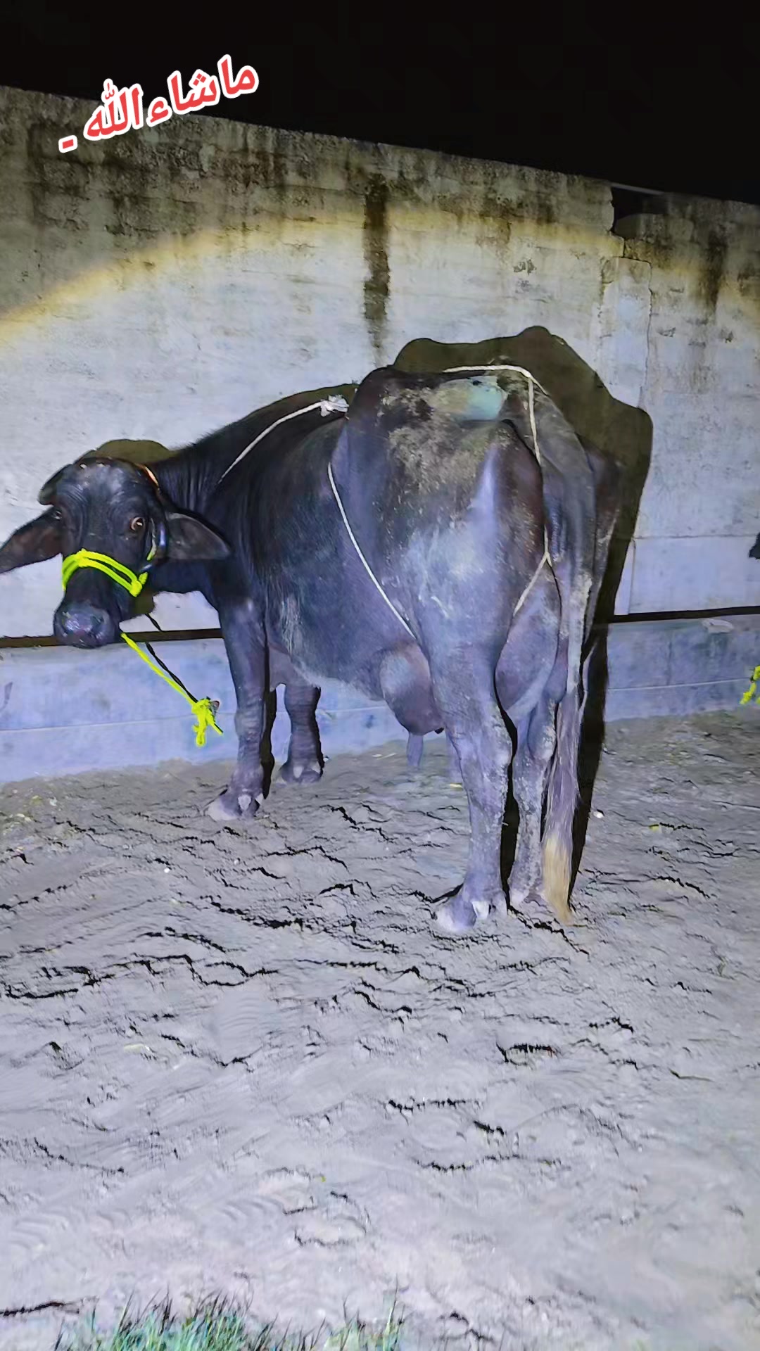 @💖🐄یوسف خان گوندل الہ 💖🐄