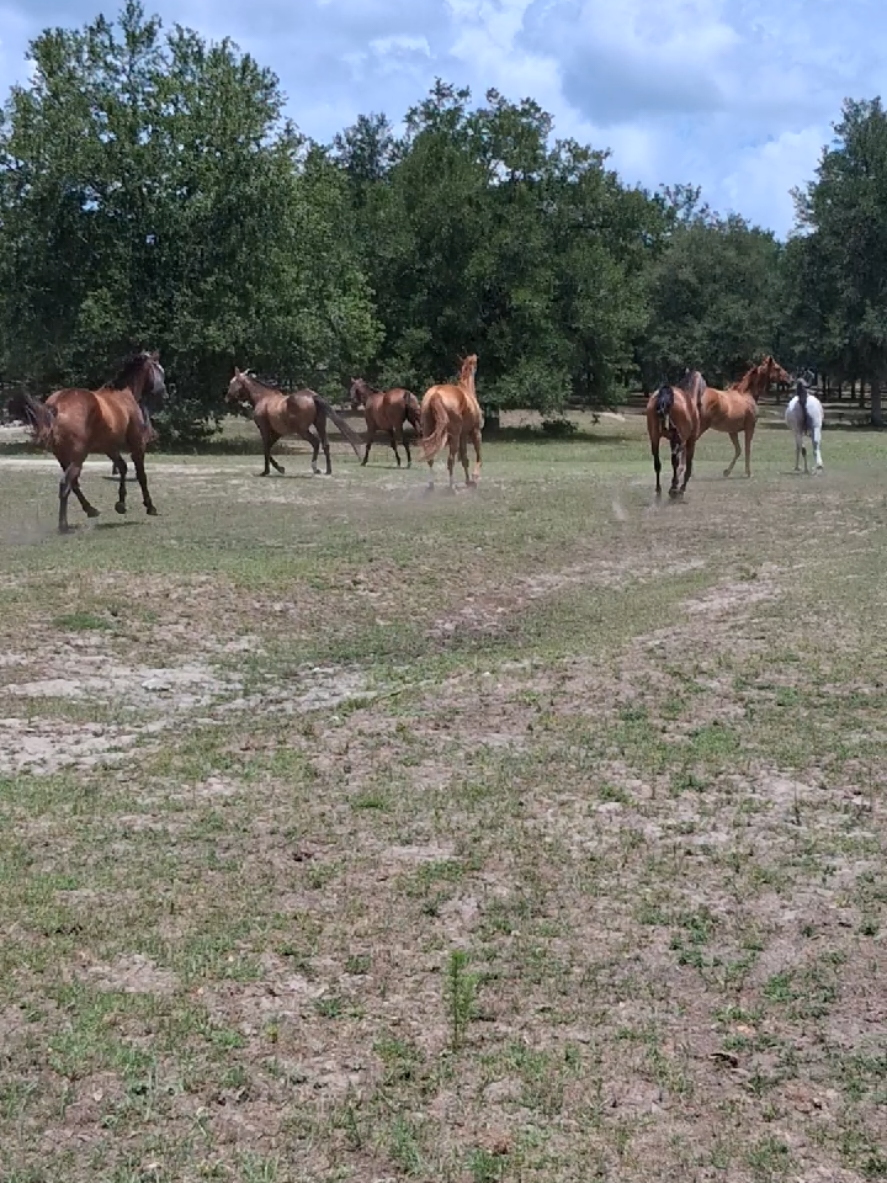 @sandbarfarm