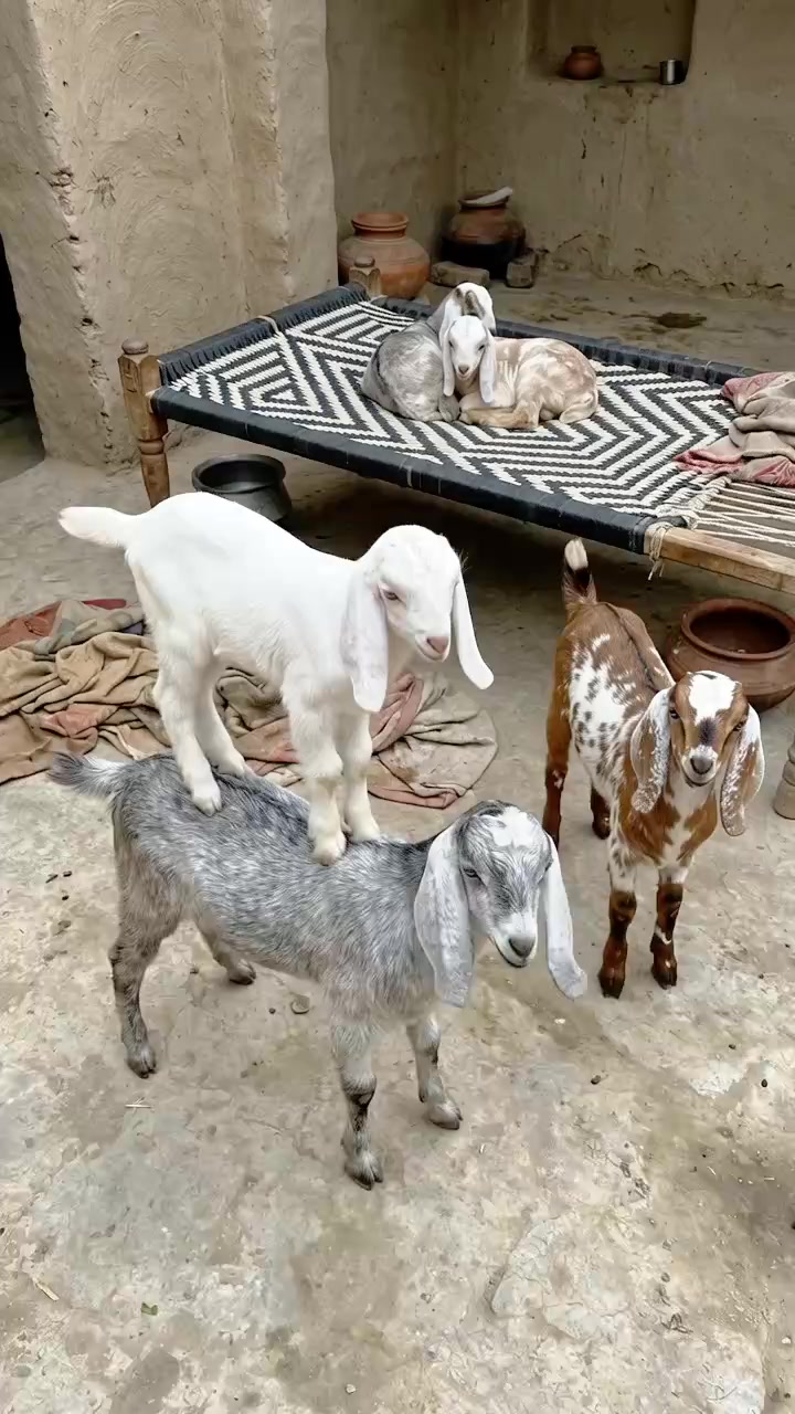 @Rashid Ali