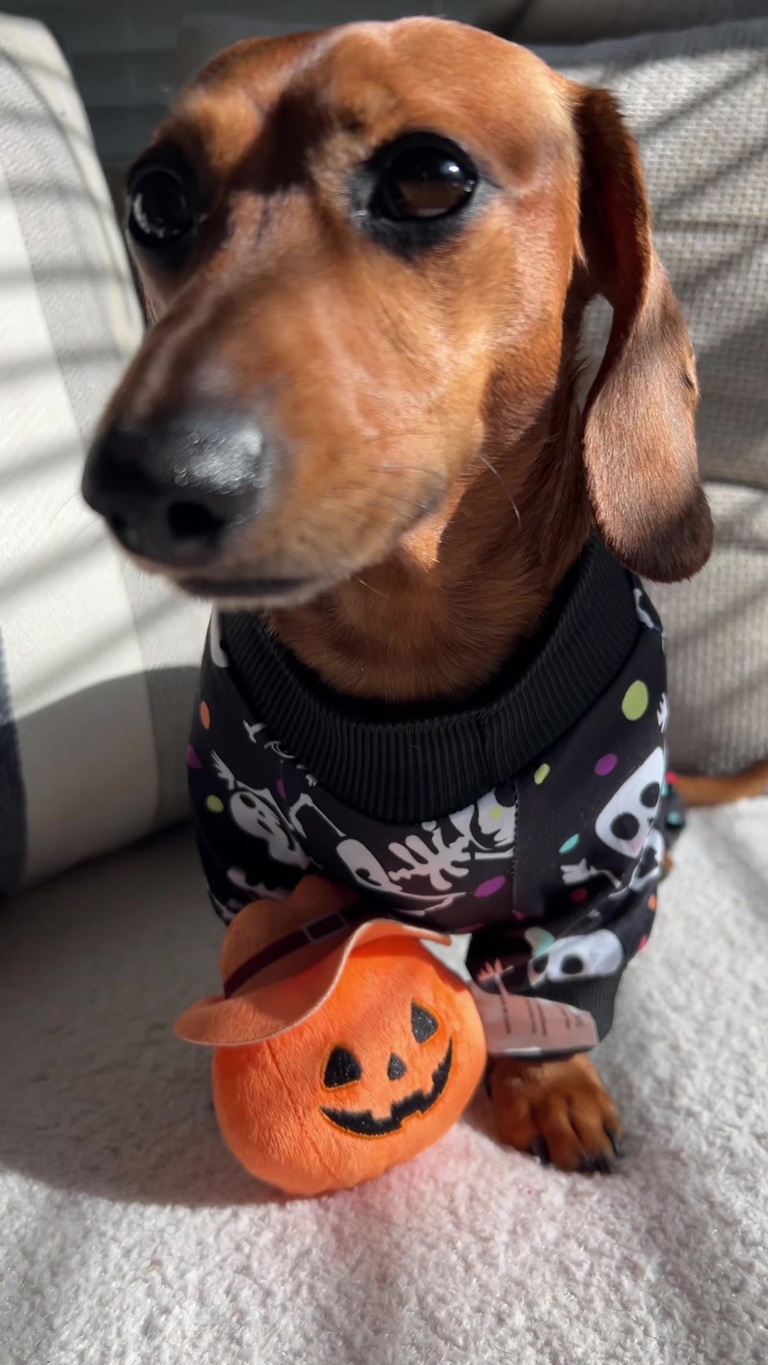 @Slinky Severus-Doo