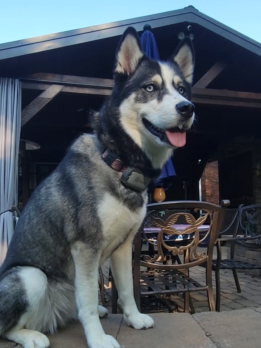 @the Hussey Husky