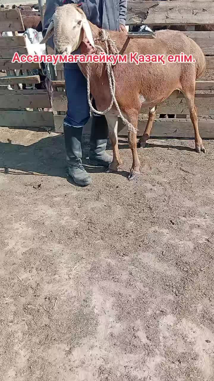 @Тау баласы Талгат